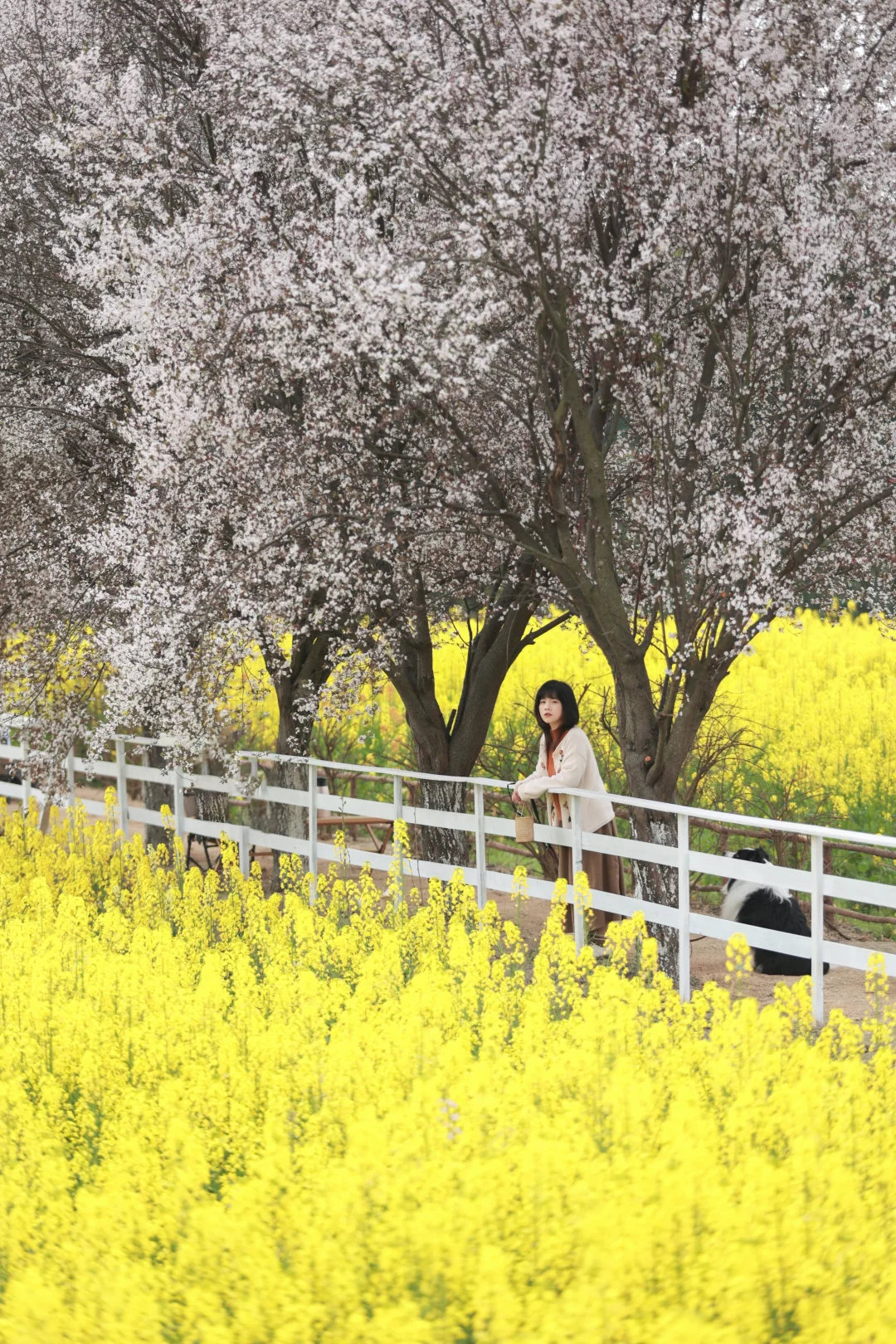 爆款预警！油菜花+红叶李，春日氛围感拉满