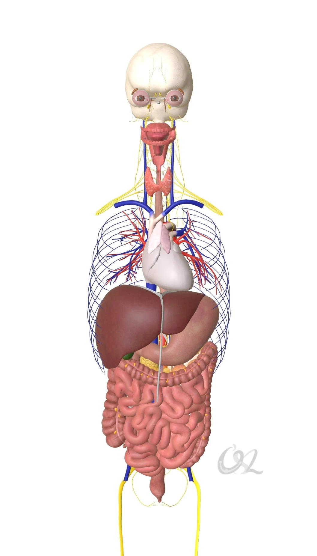 如果多次创伤在短时间接连发生，可能会导致身体出现难以康复的慢性炎症。这些慢性炎症