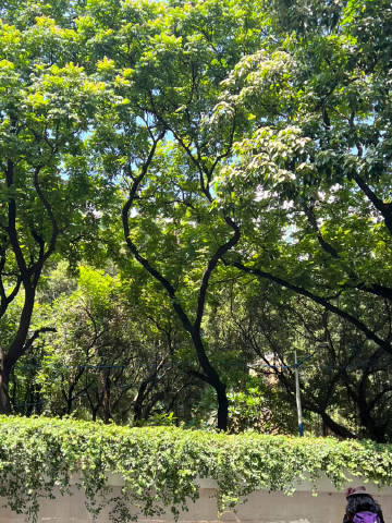 刚刚一路开 从人民路到滨江到芳村横跨三个老城区 绿树成荫 生活气息让人...