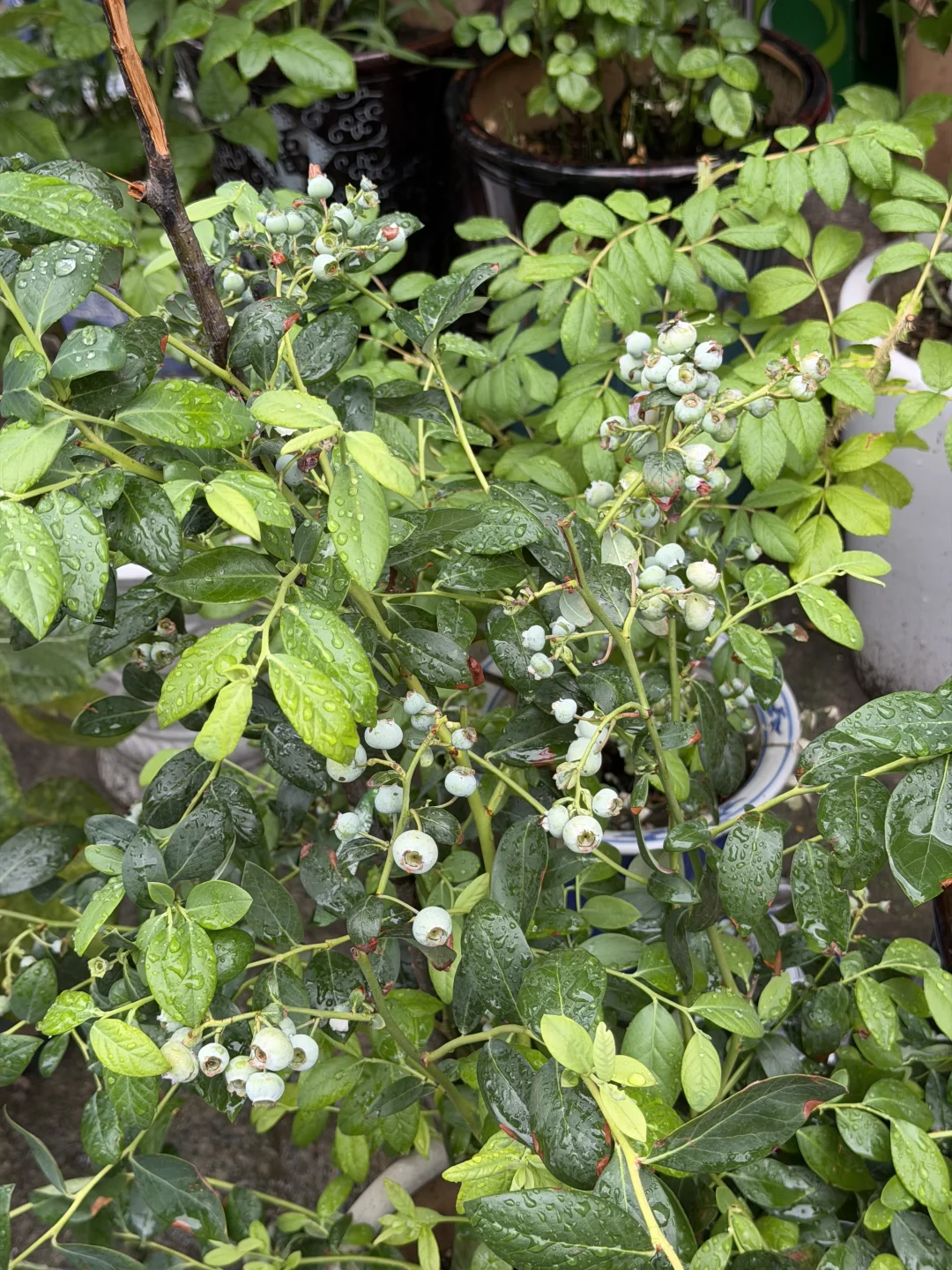 终于也是可以吃上自己种的蓝莓葡萄无花果啦