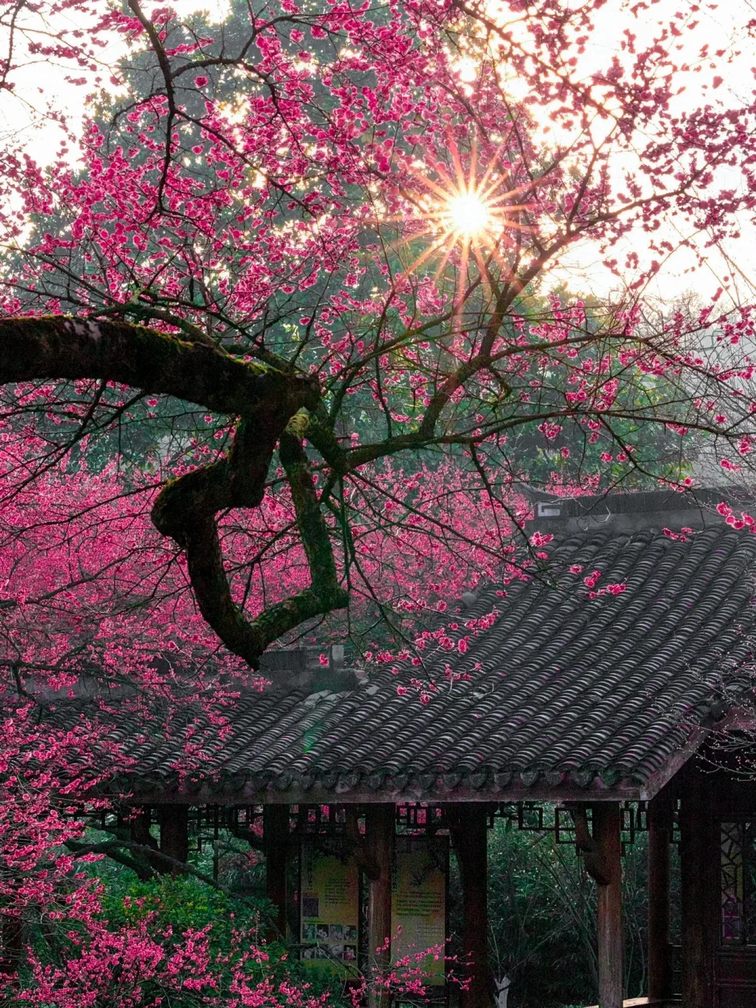 这里才是杭州的赏梅天花板吧‼️