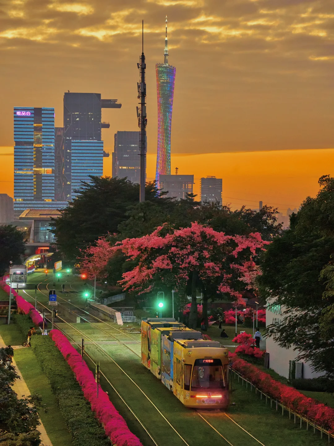 动漫照进现实 🚉广州的电车异木棉太浪漫了～