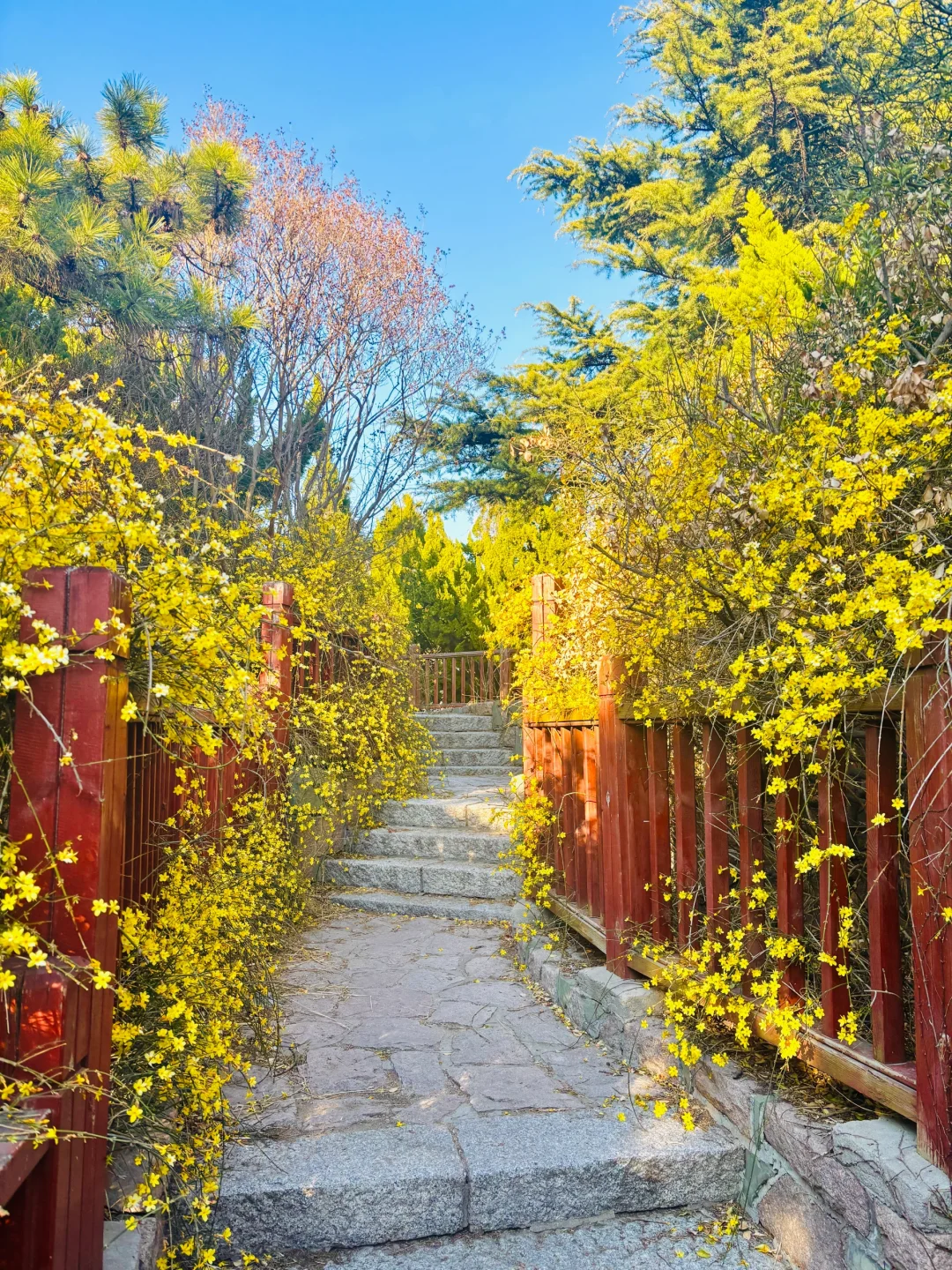 我在青岛上春山🌼今日份实况盛花季到来