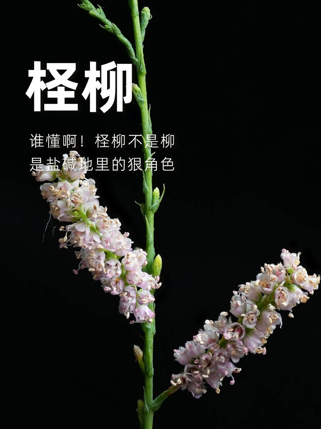 谁懂啊！柽柳不是柳，是盐碱地里的狠角色