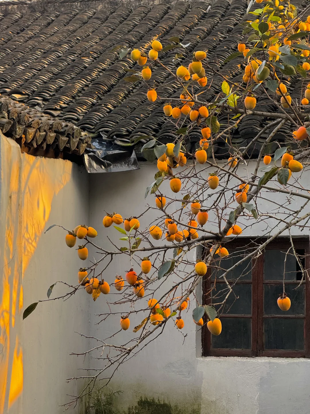 苏州的秋天即将封神！！！！！！！！！