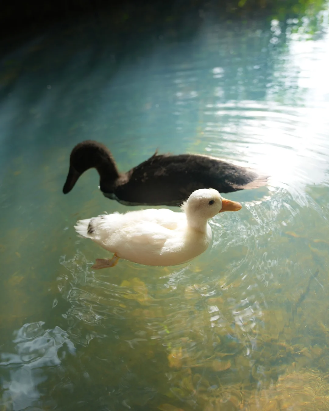 “𝓢𝓱𝓲𝓶𝓶𝓮𝓻 𝓛𝓲𝓰𝓱𝓽”