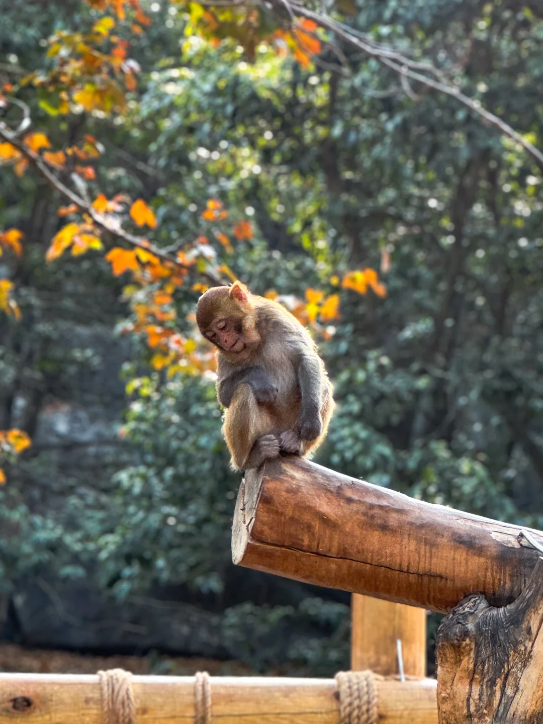 我把千岛湖猴子拍的好温柔