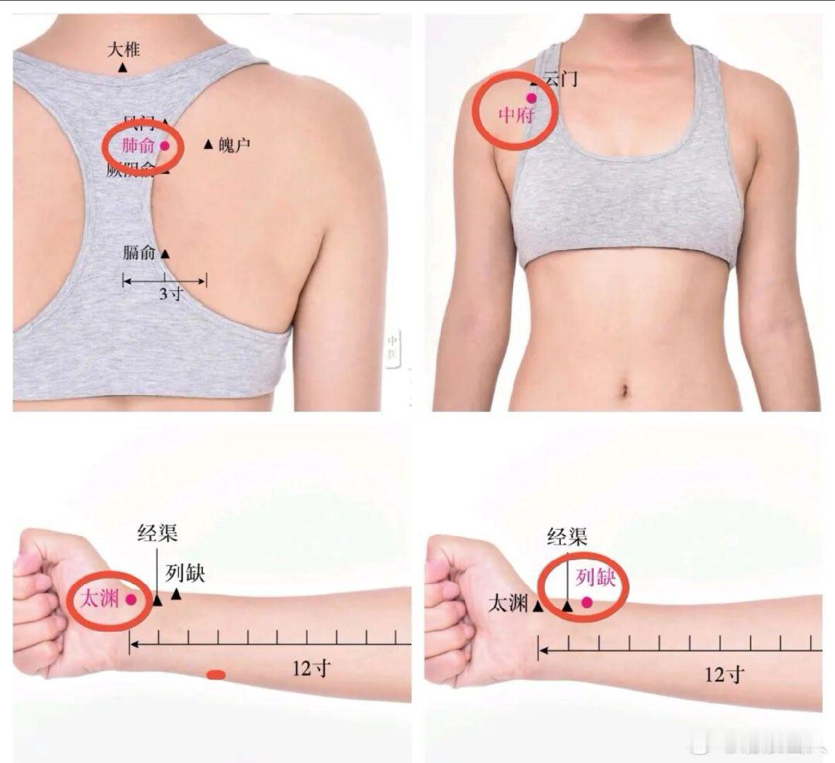 秋季为什么要养肺？该如何养好肺脏？

原创 赤脚说

秋季要养肺，这是共识。但为什么要养、具体怎么养，很多人未必说得清楚，今天就把这两件事弄懂。

首先，为什么到了秋天，就要格外重视养肺？

因为肺主表，肺宣发的卫气就像人体的“边防部队”，养好肺，才能更好地防御外邪，也就是大家常说的提高 ​