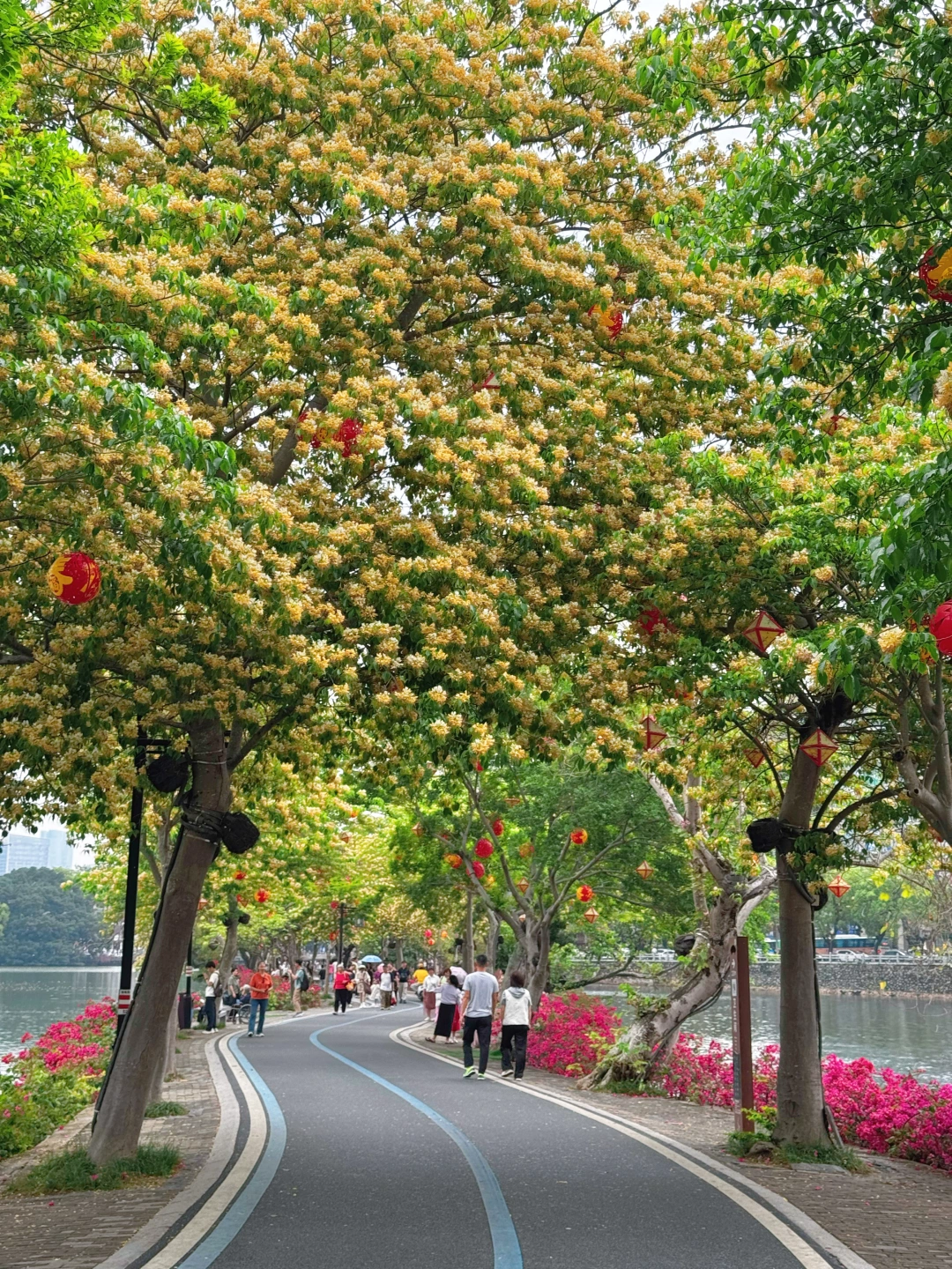4.6实况📸苏轼偏爱的岭南诗意开满了鱼木花