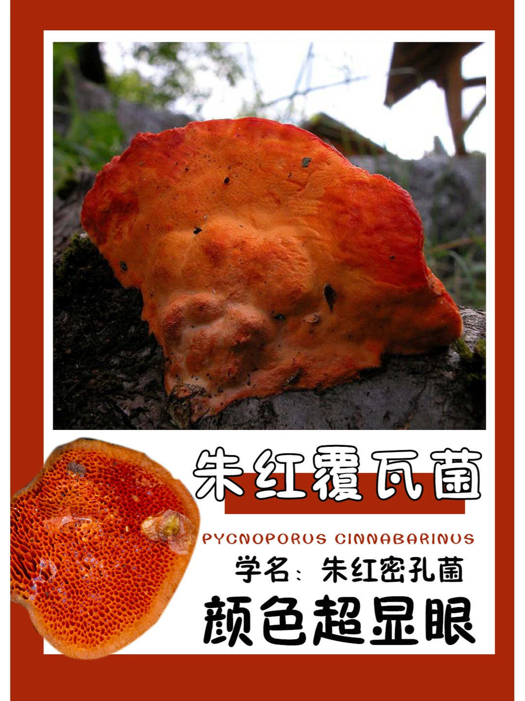 这也太红了吧！