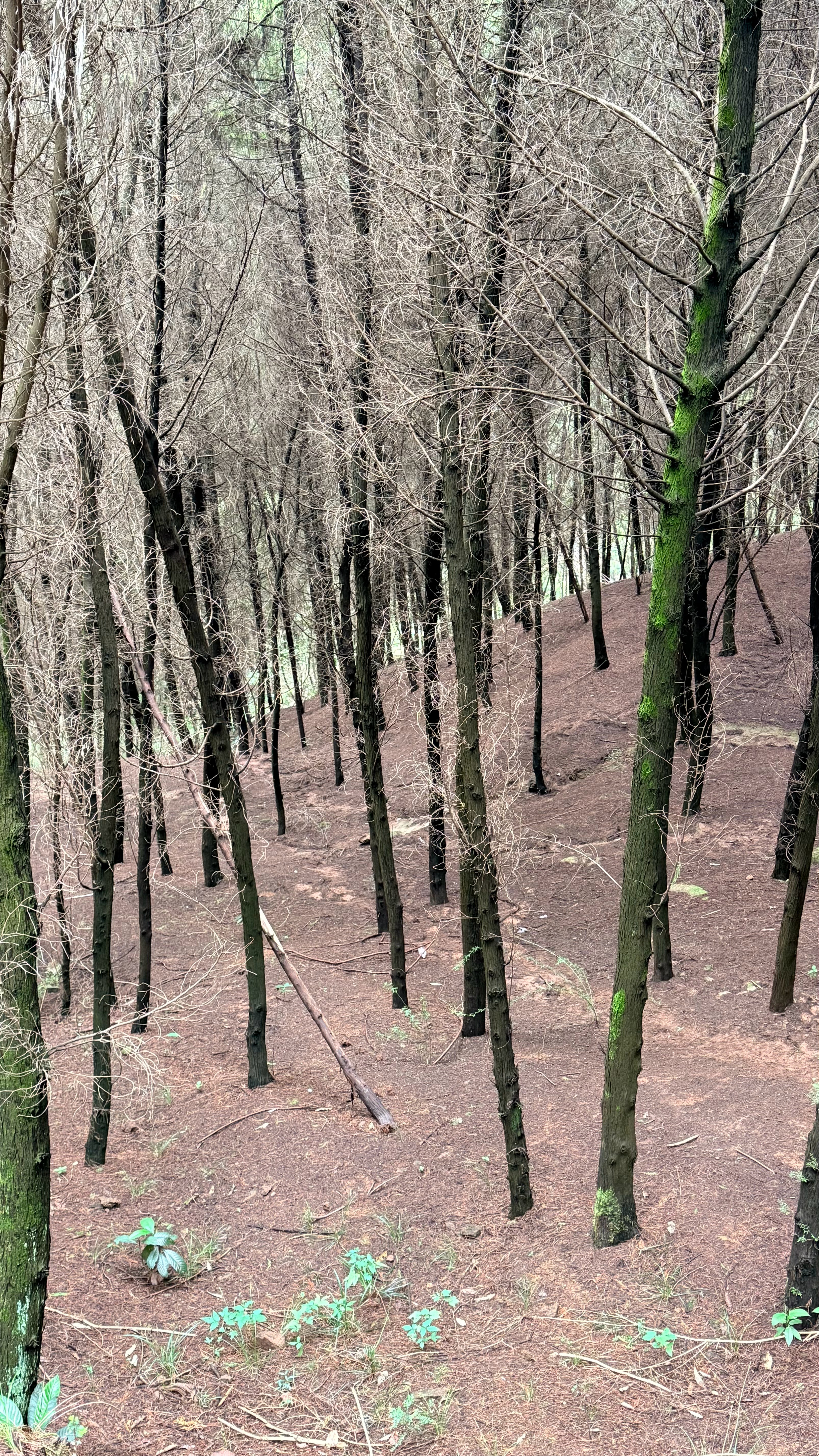 爬龙泉山之想到啥说啥
1:接到小白 小白第一句就是我们去哪里啊 （我请问呢 不是你叫我爬山吗）
2:小白一路上都在偷摘人家的枣子
3:斋饭我吃了两碗干饭 饿慌了
4:下山走的318国道（都怪小白不坐公交车）一直走路 遇到s型的上坡路线 我们直接穿过桃树林 从山脚横穿到大路上 代价就是鞋子全是泥
5:实在走 ​