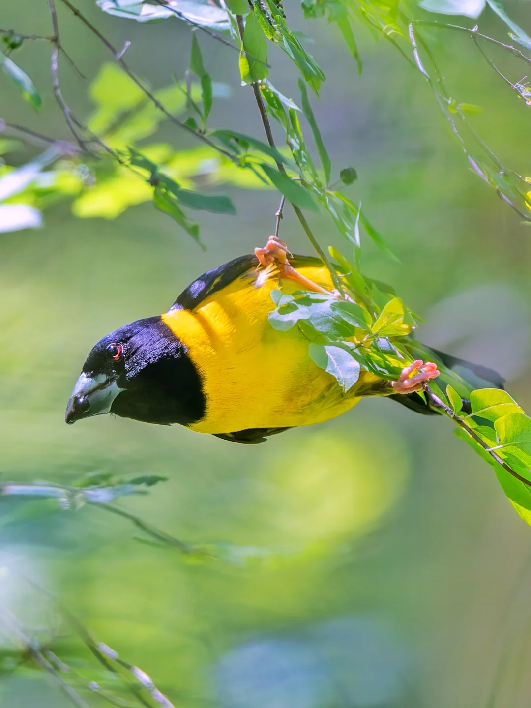 绿茵里的鹅蛋黄：黄颈拟蜡嘴雀