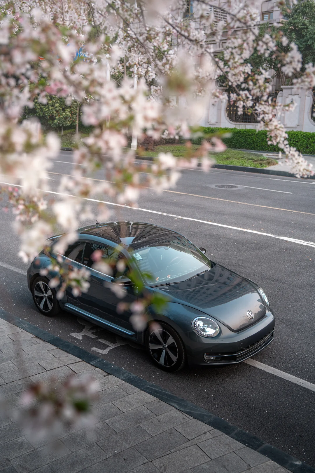 又是一年武汉樱花季节，这里拍车不要错过