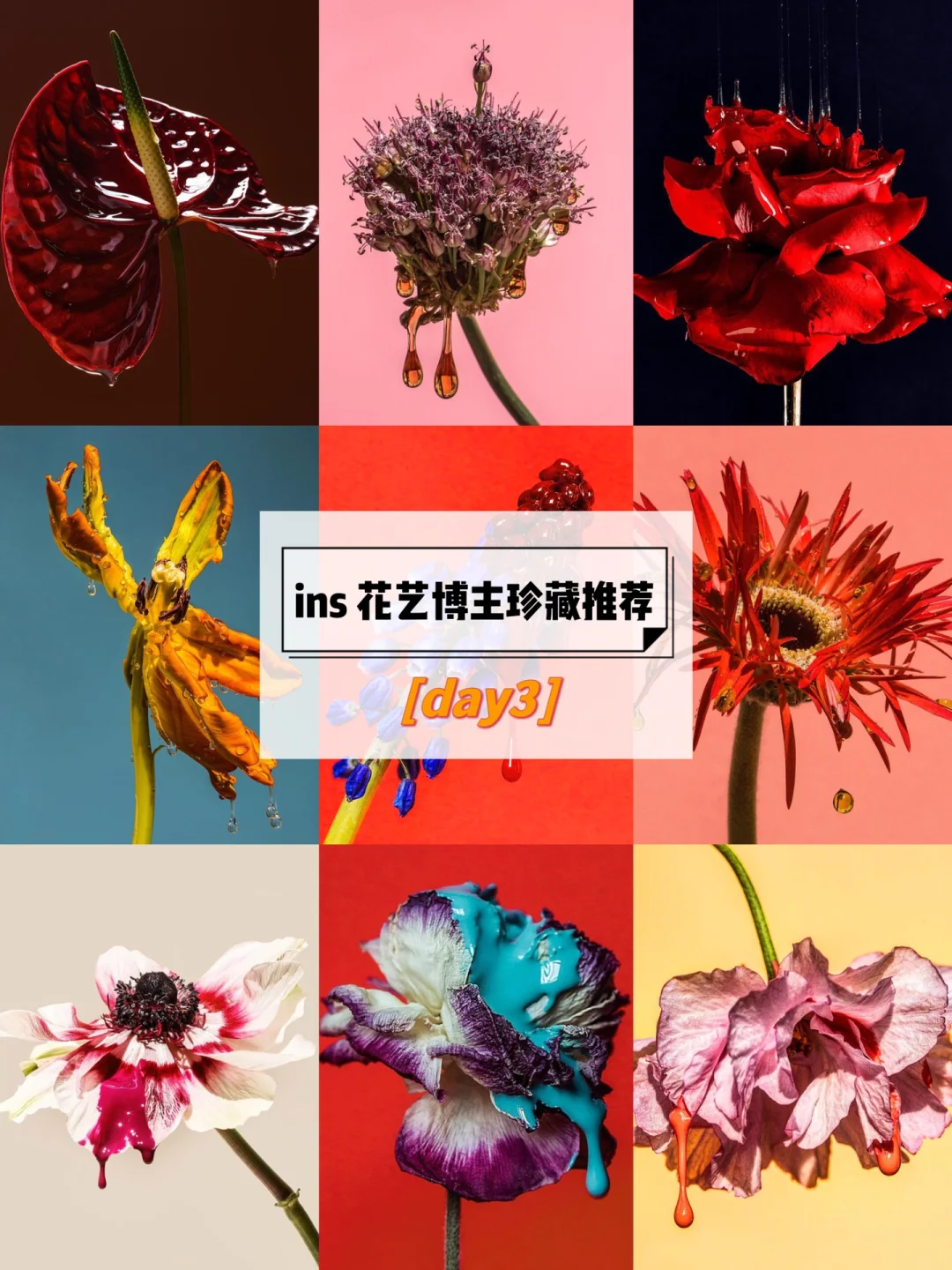 ins博主推荐｜花艺摄影分享-审美积累day3