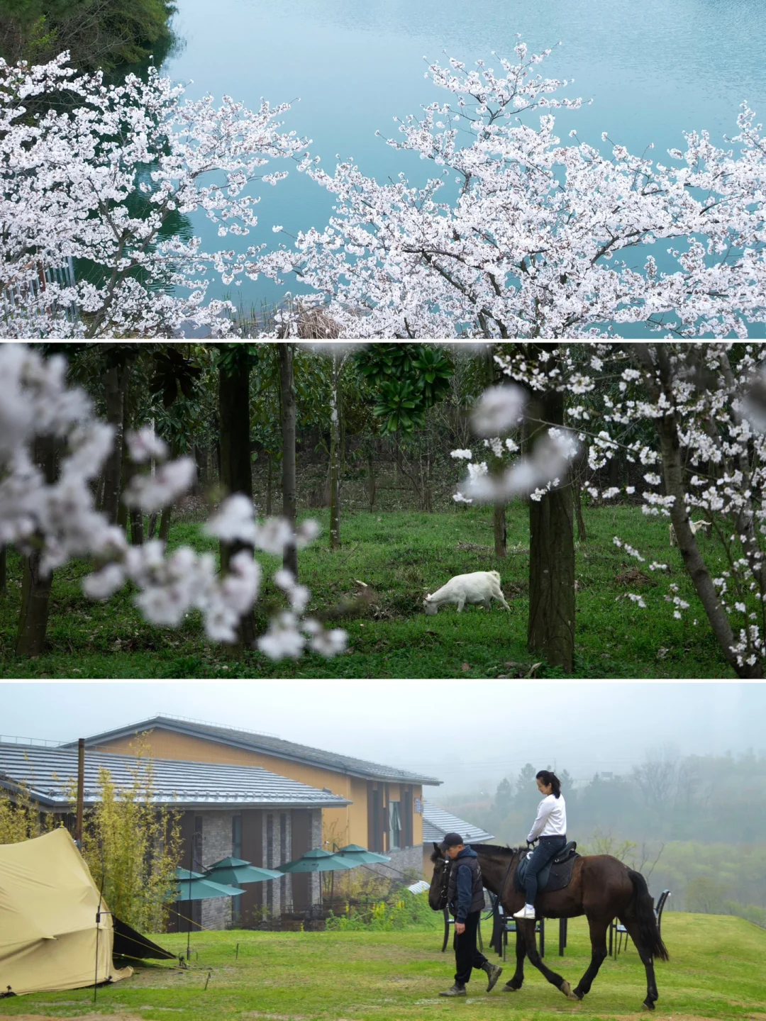找到了江浙沪的云苗村，这里有风有花有马场！
