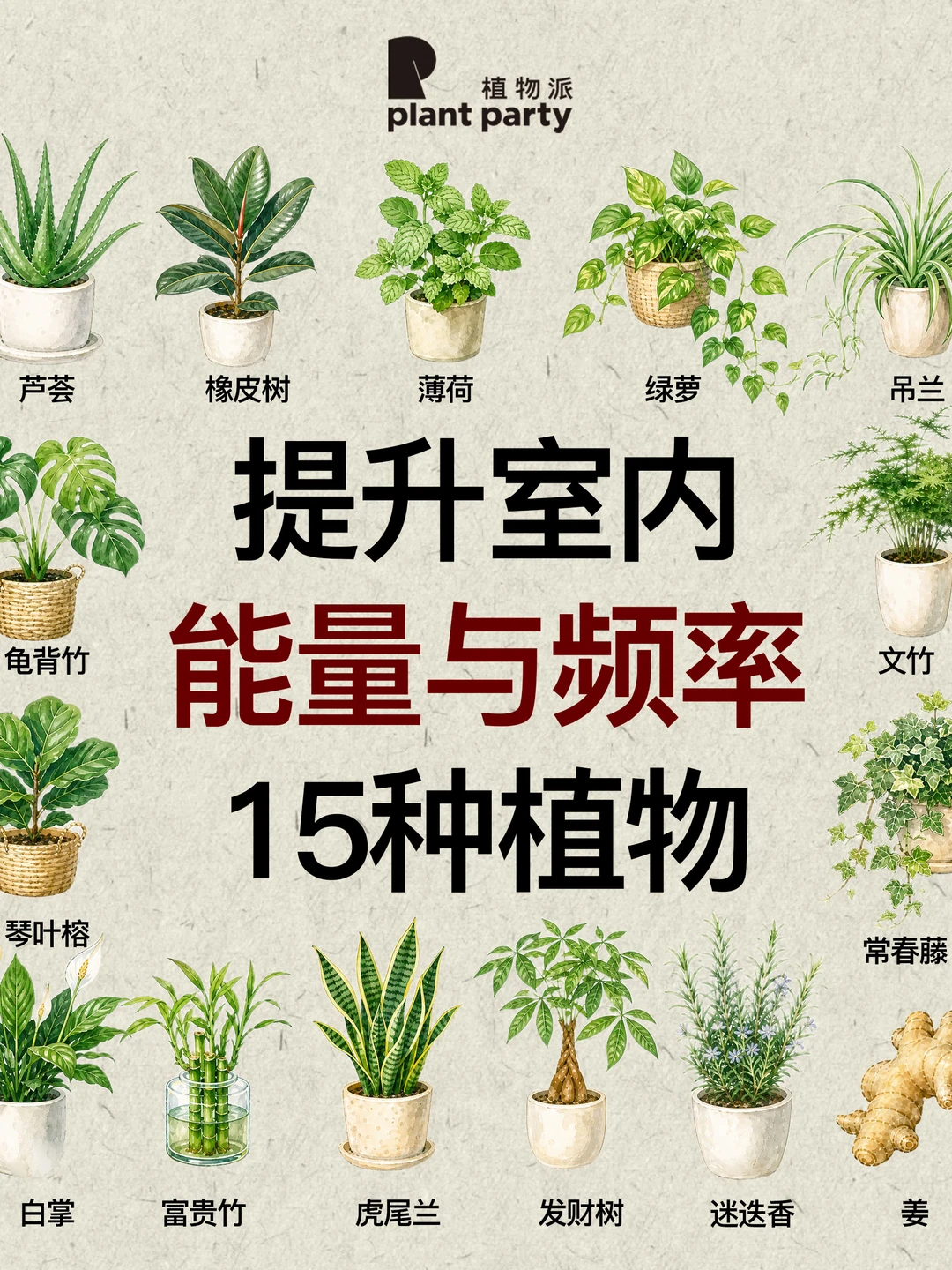 15种植物🌿净化、提升居住空间能量与磁场