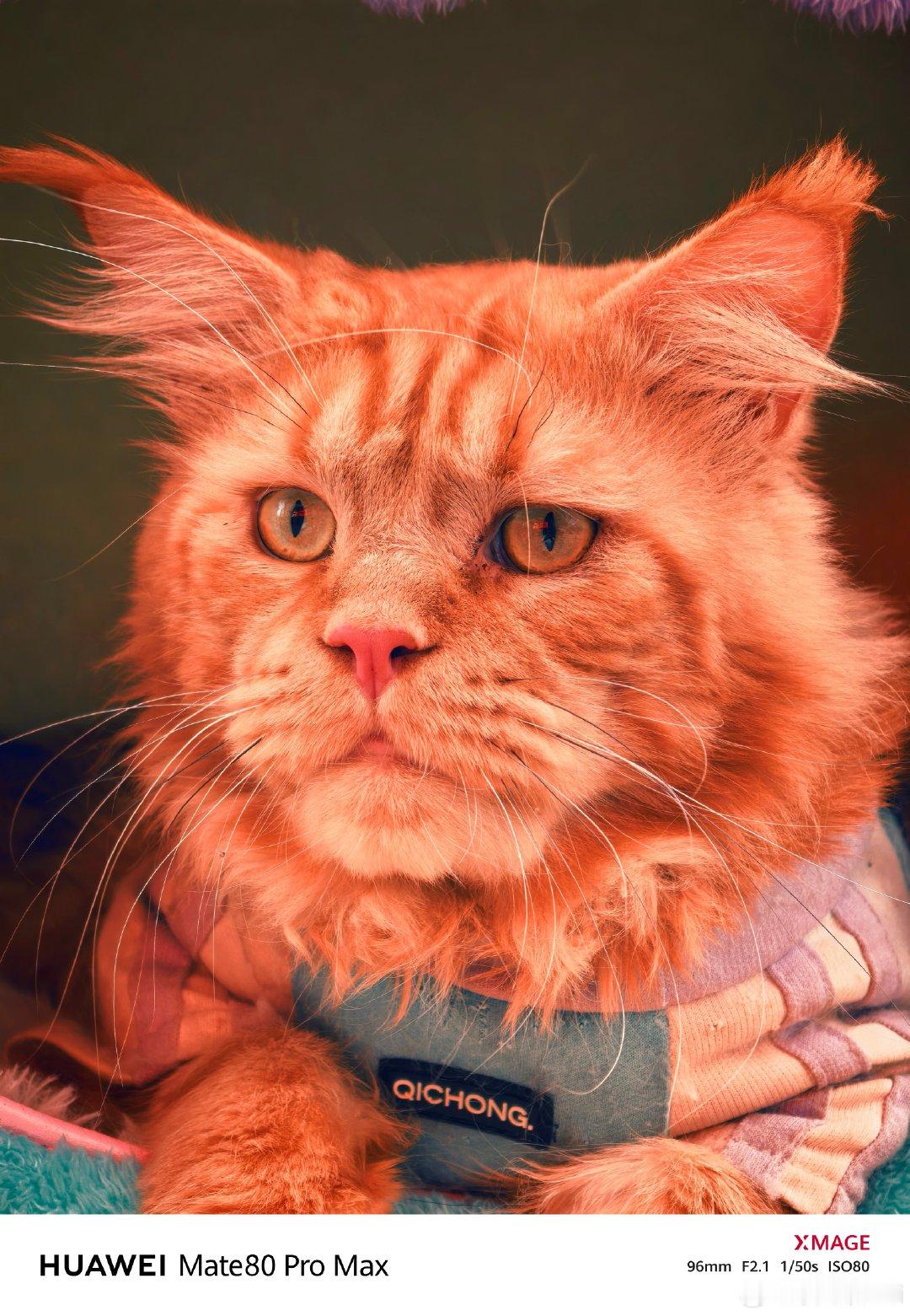 被猫猫的眼睛狠狠击中
不同模样的小家伙，眼里装着整片星光。
德文的锐利、布偶的清澈、缅因的沉稳，
每一帧特写，都能看清睫毛与绒毛的细节。
原来猫咪的眼眸，藏着独属于它们的小宇宙。
安静凝望的瞬间，心都被融化啦。

#华为[超话]##用鸿蒙的亿点理由##此刻就出发##悦创作越快乐# ​