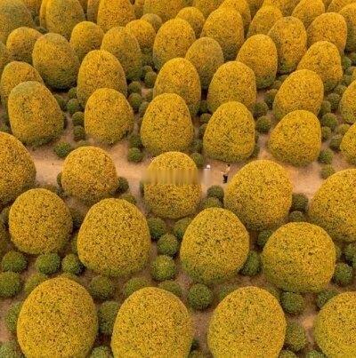 #硫磺桂花##健闻登顶计划# 
[用硫磺熏制桂花有哪些危害]
为什么桂花会用硫磺熏制？
近期多地曝光了部分小作坊违规使用硫磺熏制桂花。
商家这么做主要有两个目的：
一是让原本暗黄的桂花变得金黄透亮，卖相更好；
二是能防虫防霉，并且在同等体积下重量能增加近一倍，从而降低成本、赚取差价。

那么硫 ​