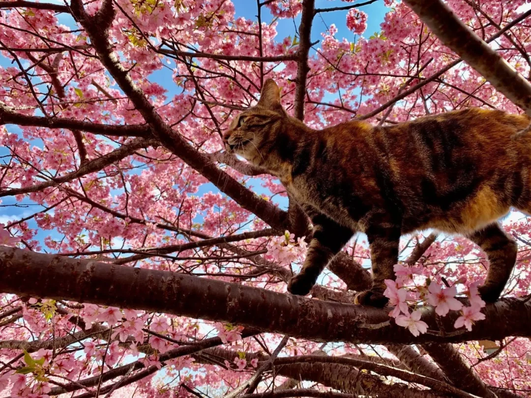 日本静冈县|这个春天一定要来日本看樱花