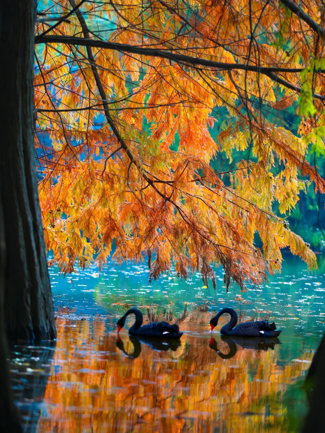 11.5实拍！南京水衫林新发现！不花钱攻略