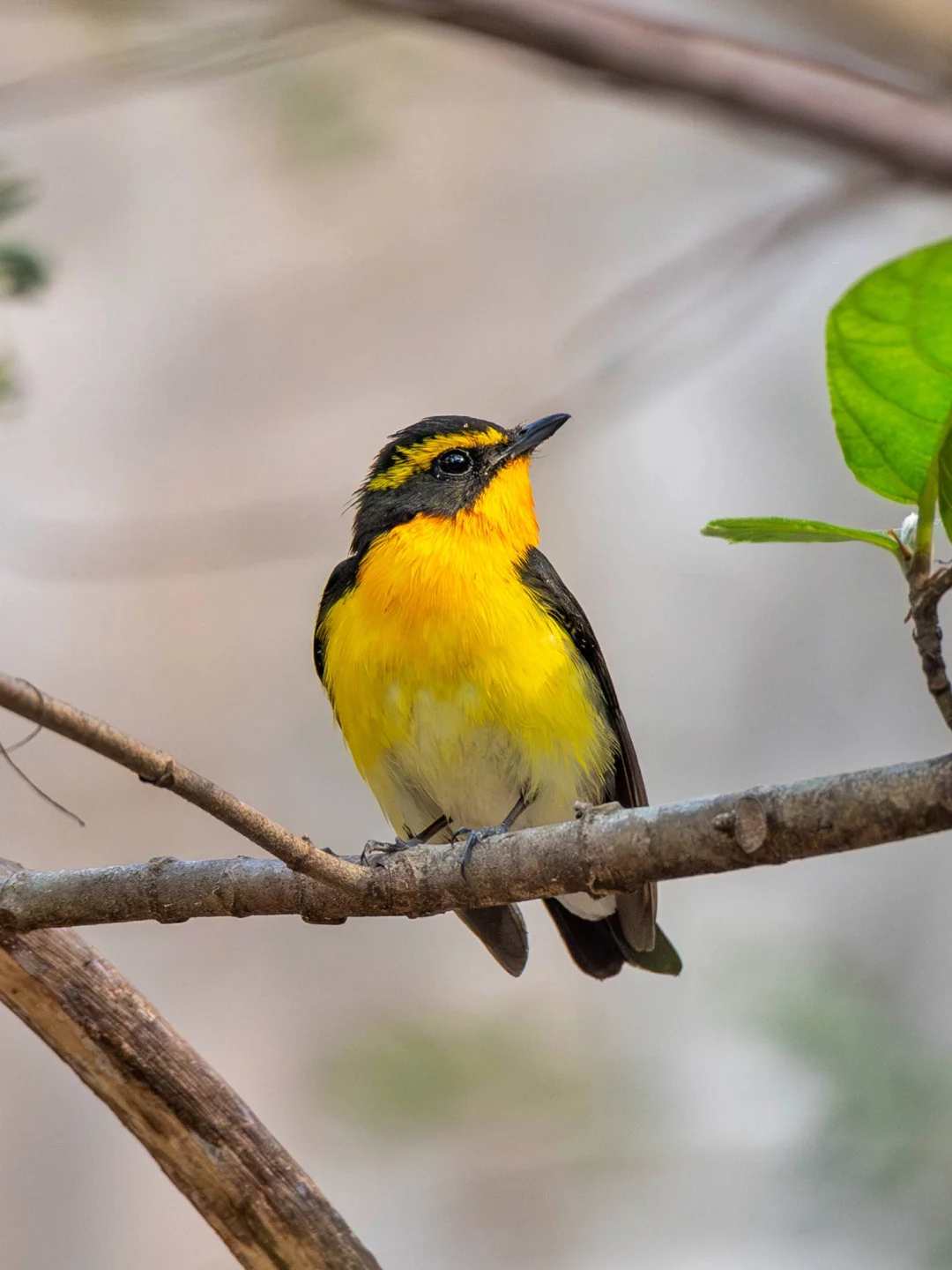 迁徙季顶流黄眉姬鹟的360°时装秀