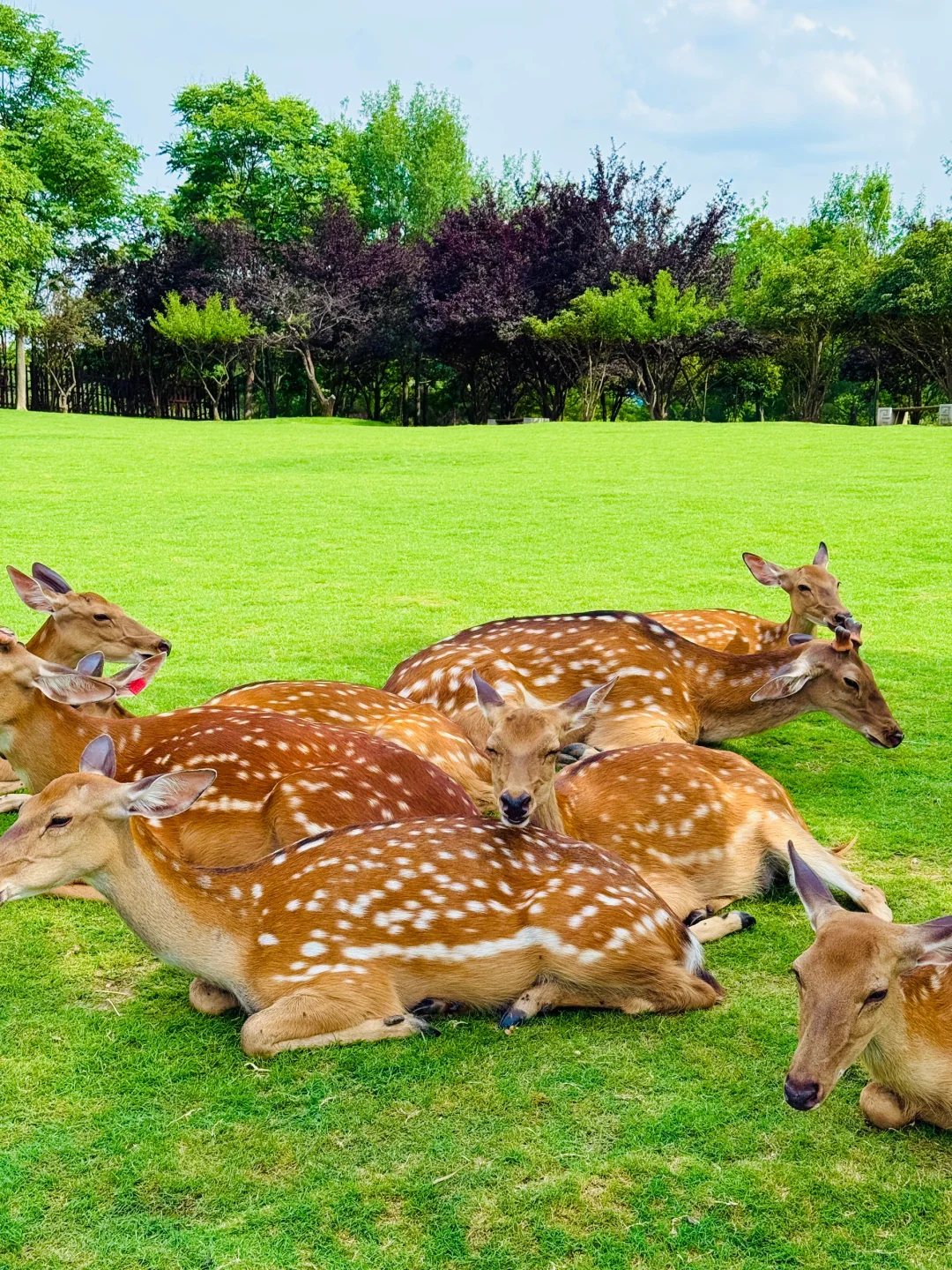 明孝陵不花钱要趁早！（附看鹿攻略）