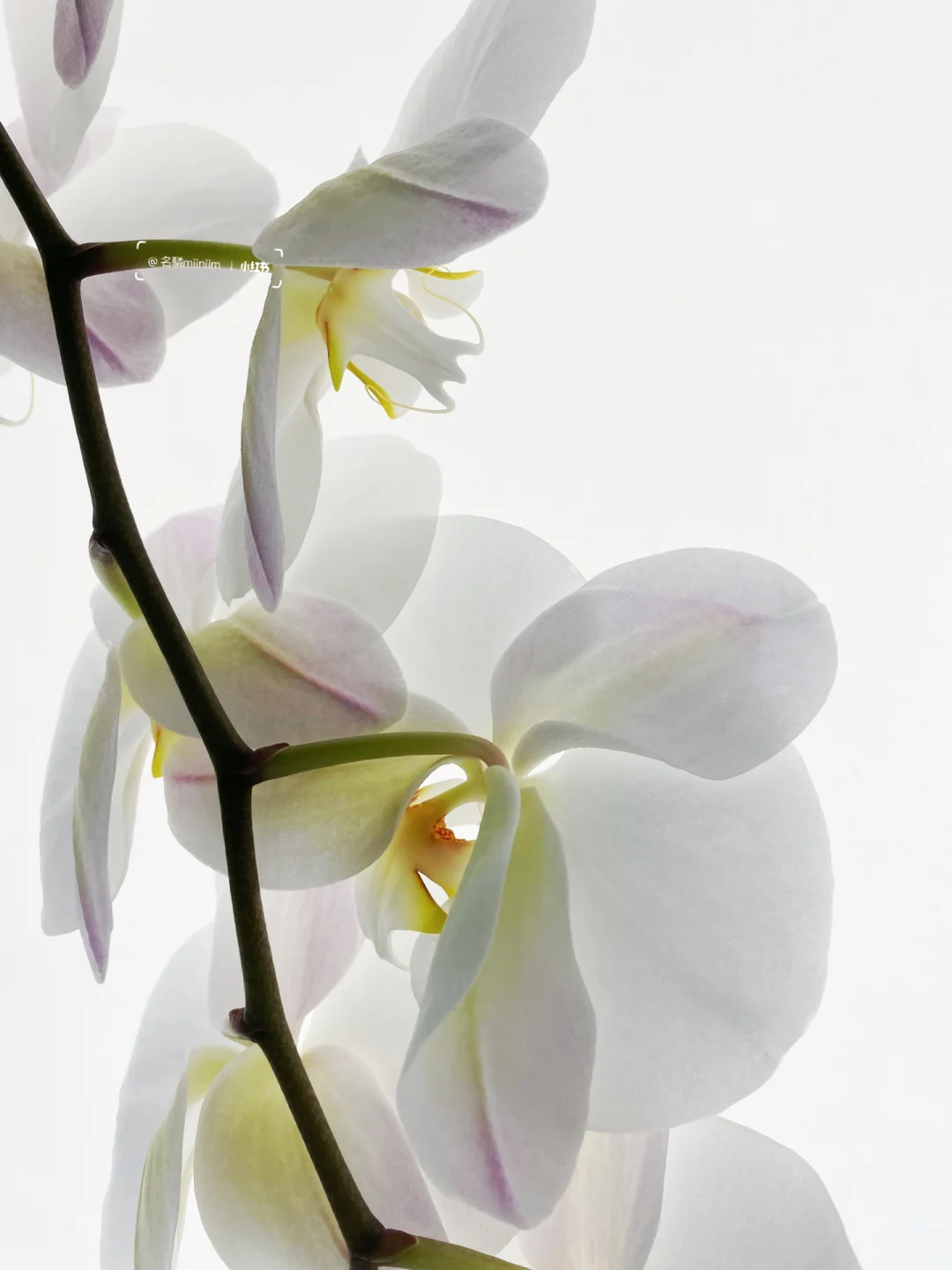 花材分享｜⚪️白色蝴蝶兰