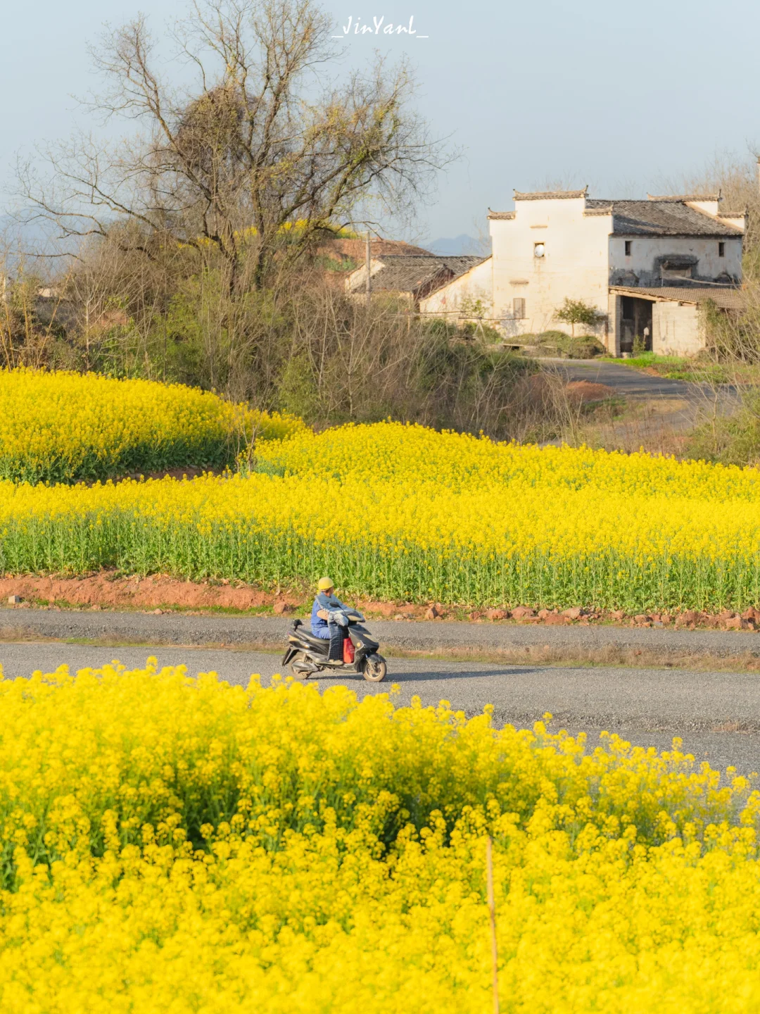 救命‼️第3次来黄山不小心捅了油菜花的窝了