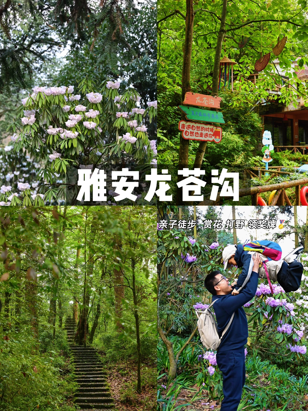 二刷雅安龙苍沟‼️亲子赏花徒步全攻略