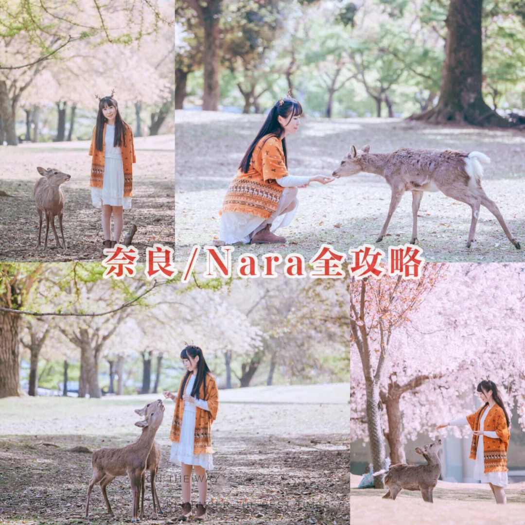 奈良超强实用攻略|想知道怎么和鹿匪岁月静好地合个影吗？