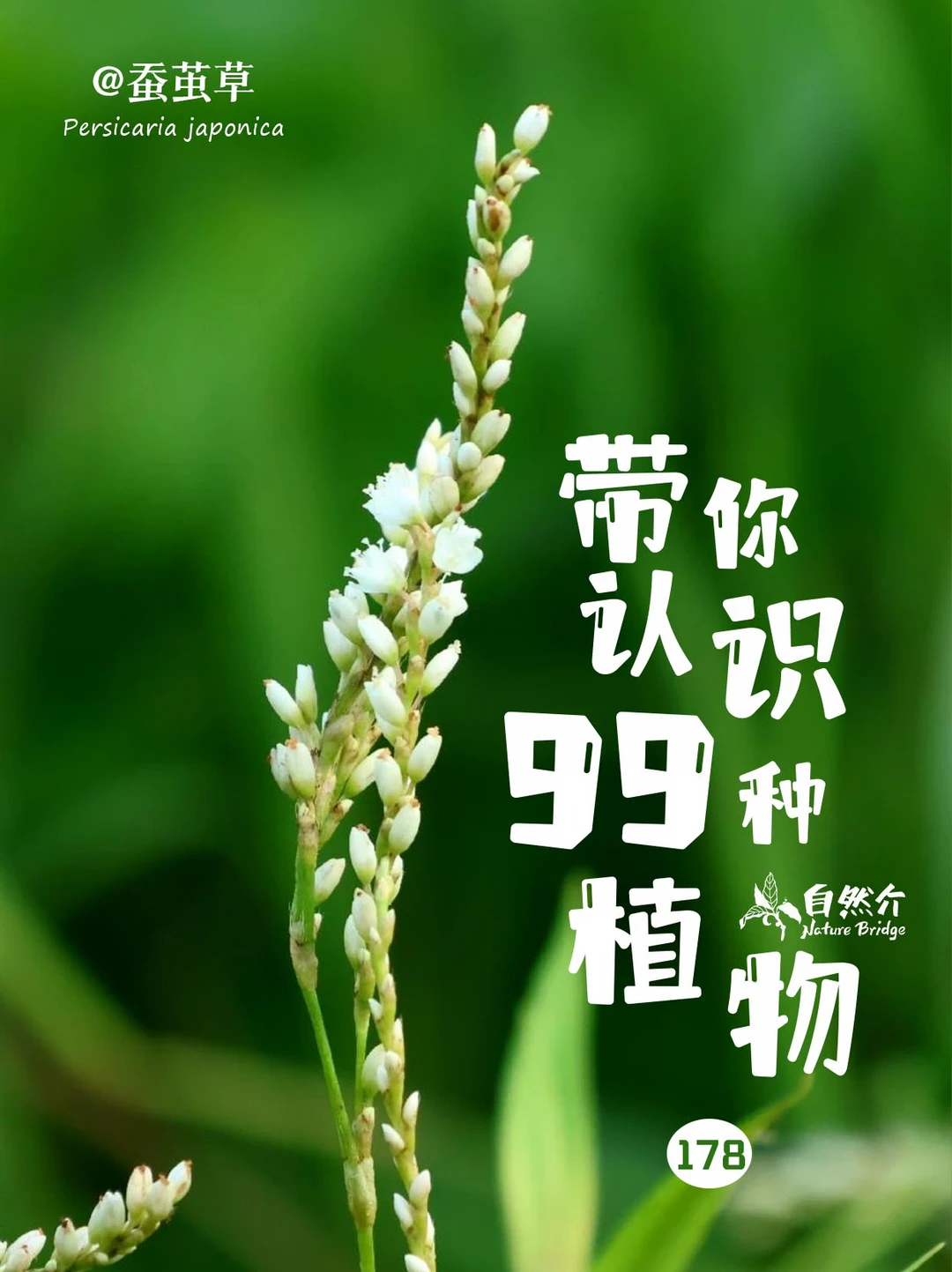 带你认识99种植物–蚕茧草
