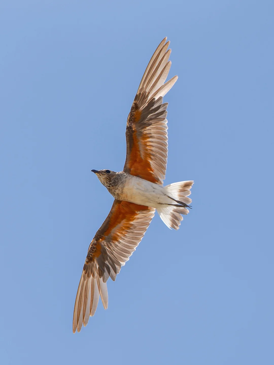 今年的燕鸻宝宝初次起飞！