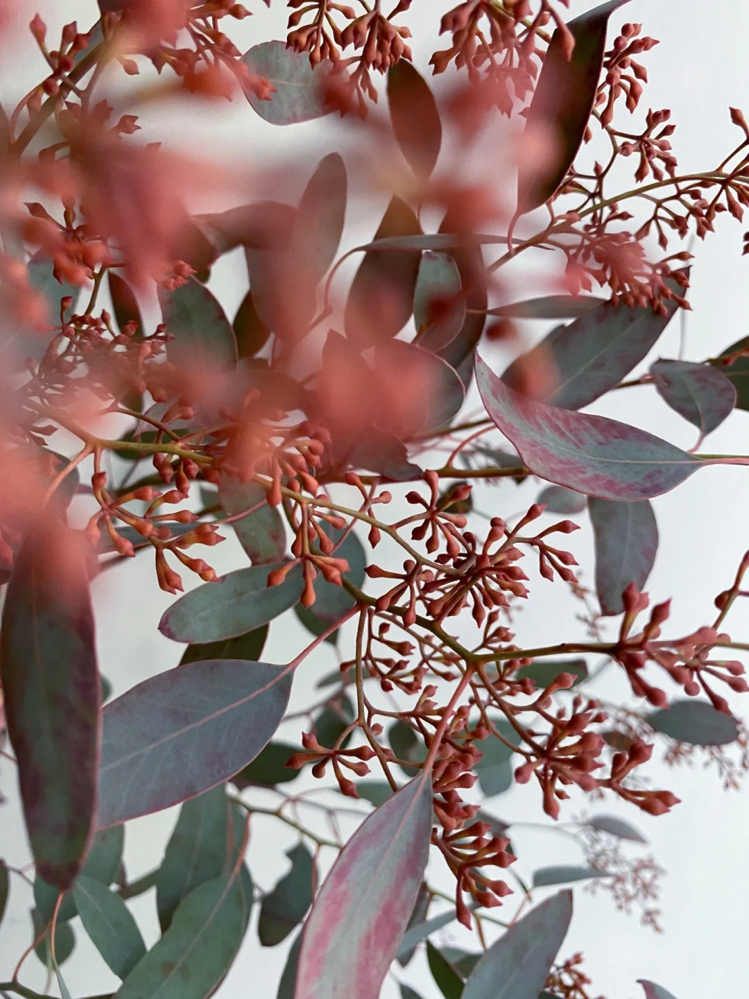 带你每天认识一种花材186｜带果尤加利