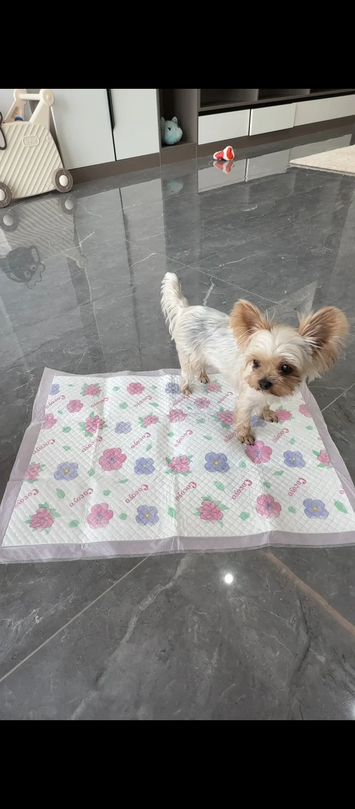 谁家小狗这么爱玩儿纸尿裤啊？