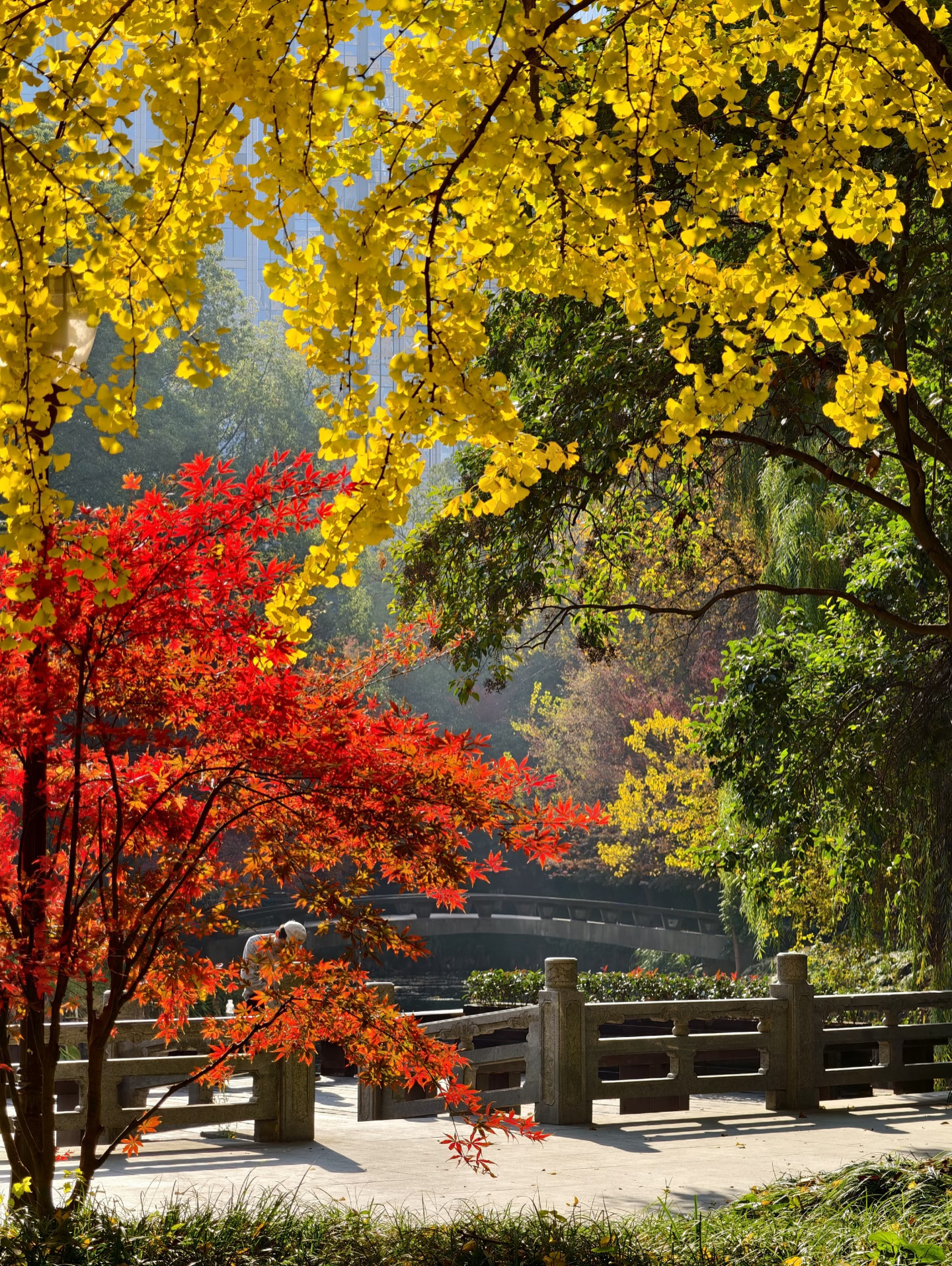 别挤九溪了！CBD彩林人少到偷笑🍁