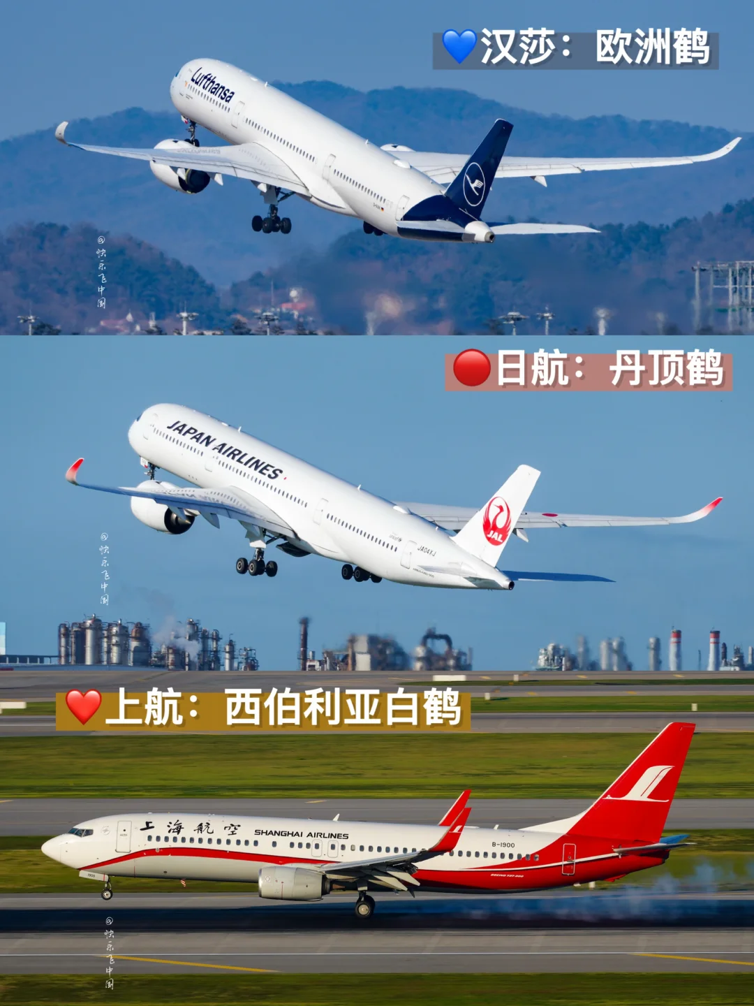 logo都是鹤，汉莎、上航、日航有啥不一样❓