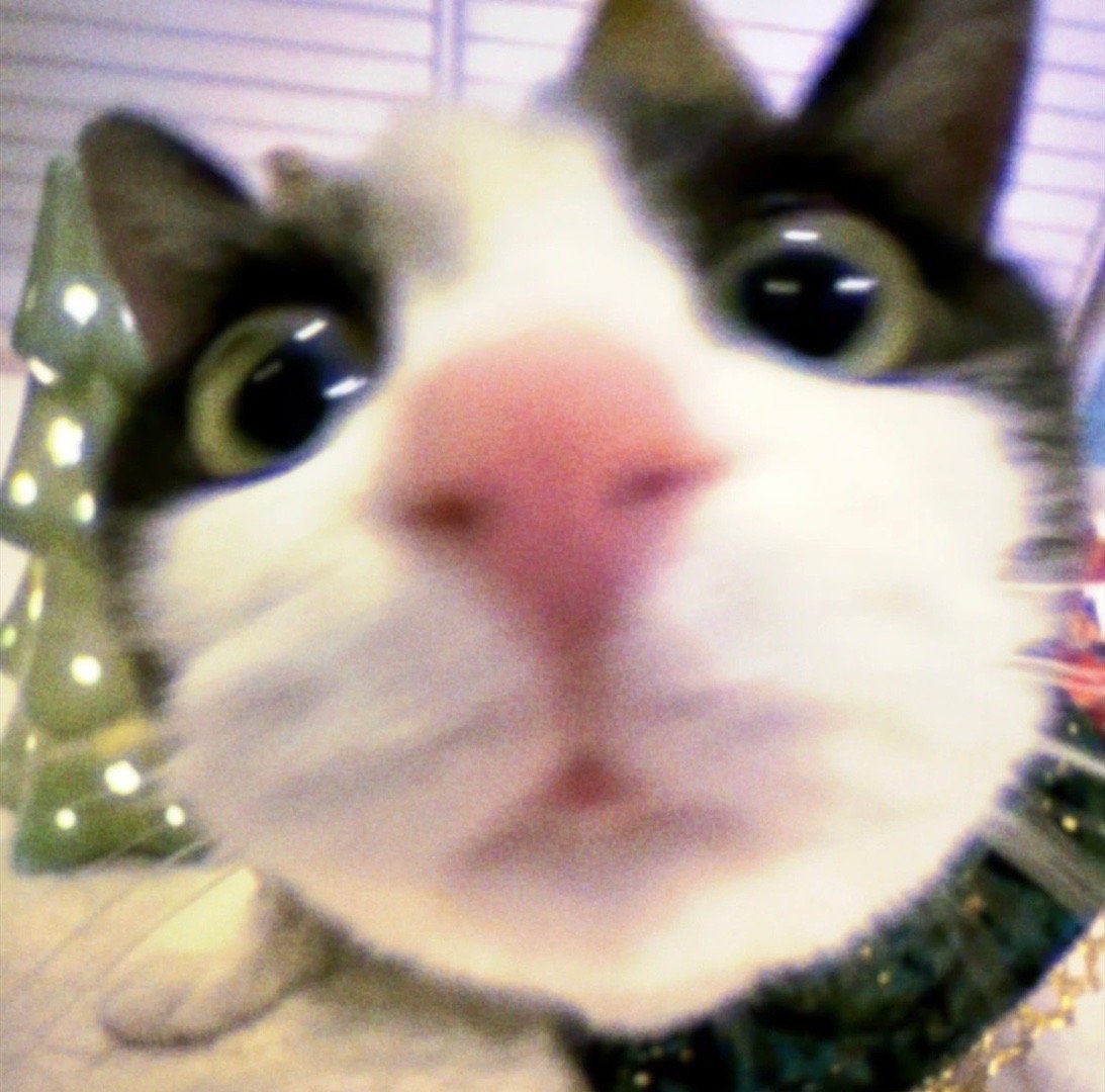 新的猫猫头像拍了拍你