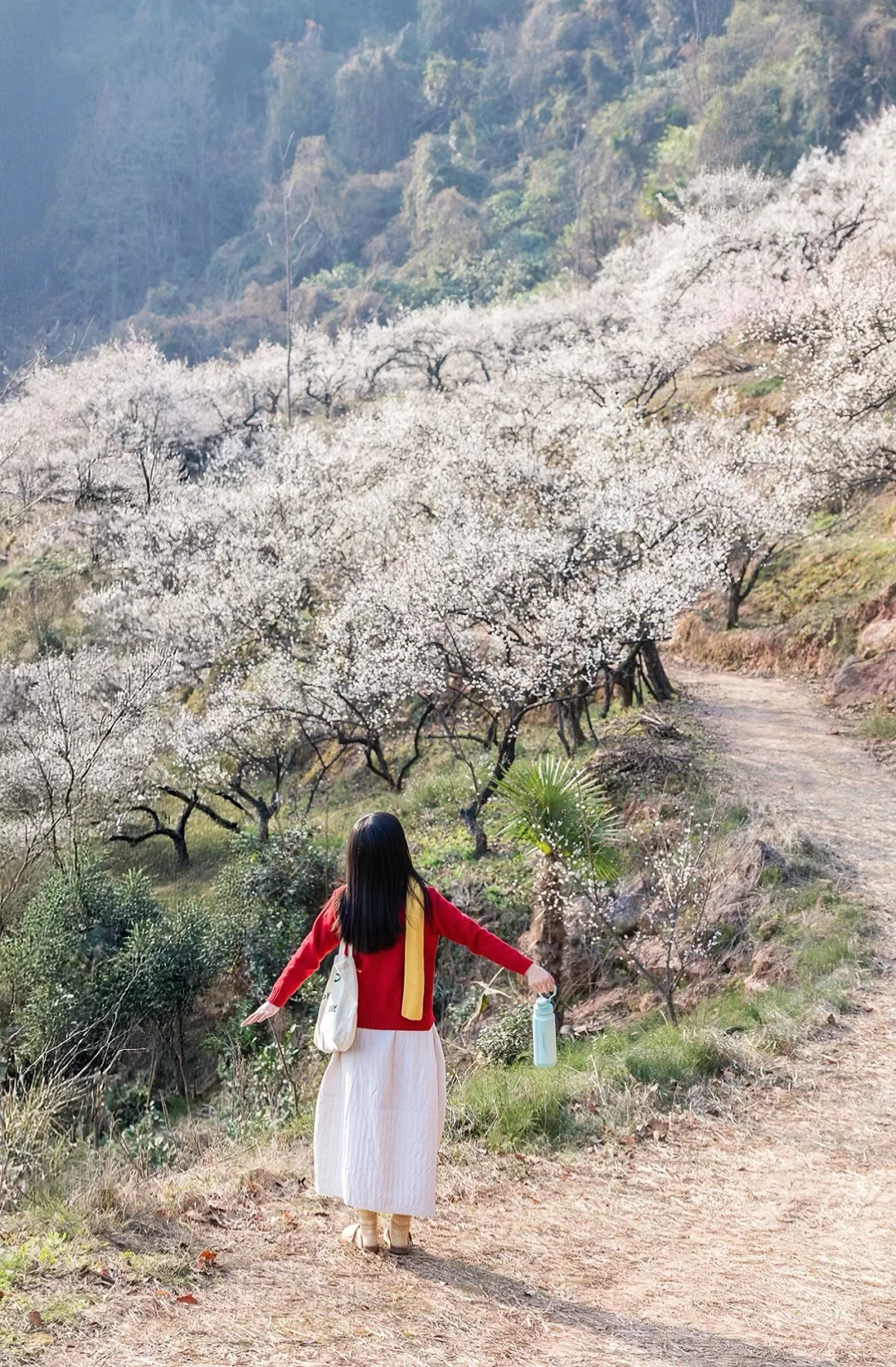 成都1.5h🌸这片山顶梅花海已开爆，美哭我了~