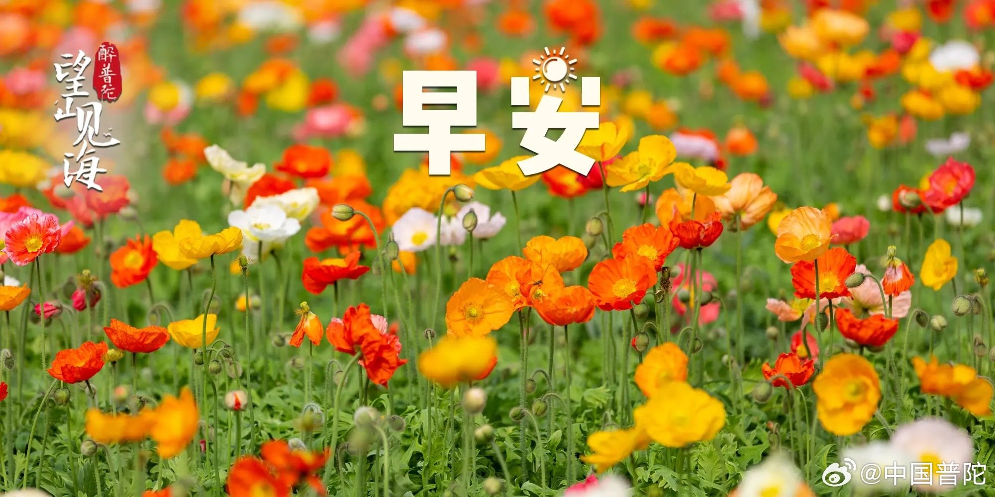 #早安[超话]# 晨光漫过花海，缤纷的虞美人迎着朝阳缓缓舒展。风携着花香轻轻拂过，普陀的清晨温柔而明媚。#早安# ，愿带着这份盎然生机，从容开启崭新的一天，奔赴山野与海风的美好。#荣耀WIN2年度电竞夯机价格杀疯了##阿福向全球医生发出心动的offer# #带着微博去旅行##遇见美好# ​