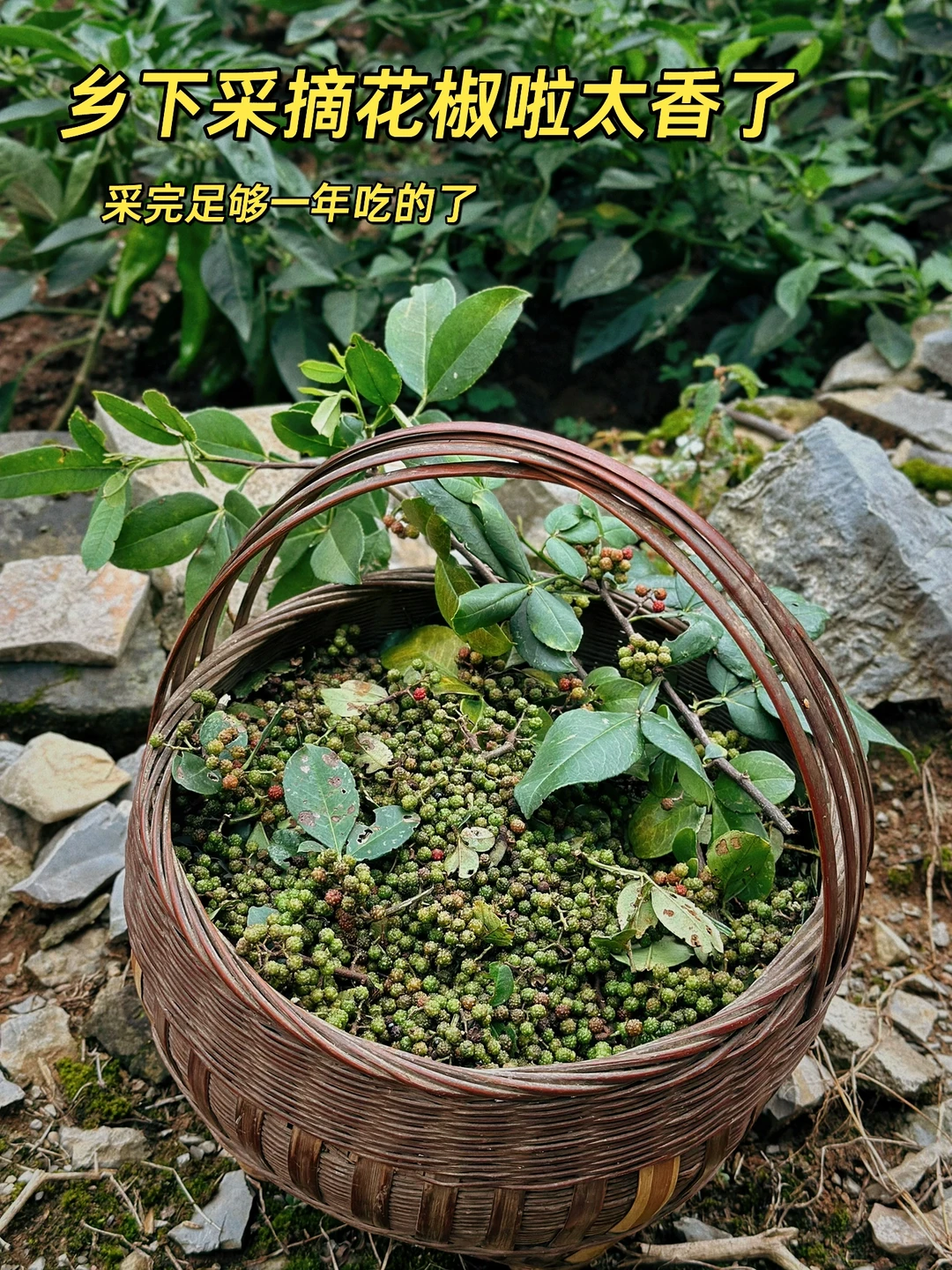 舅舅家门口摘了一篮子的花椒和野葡萄
