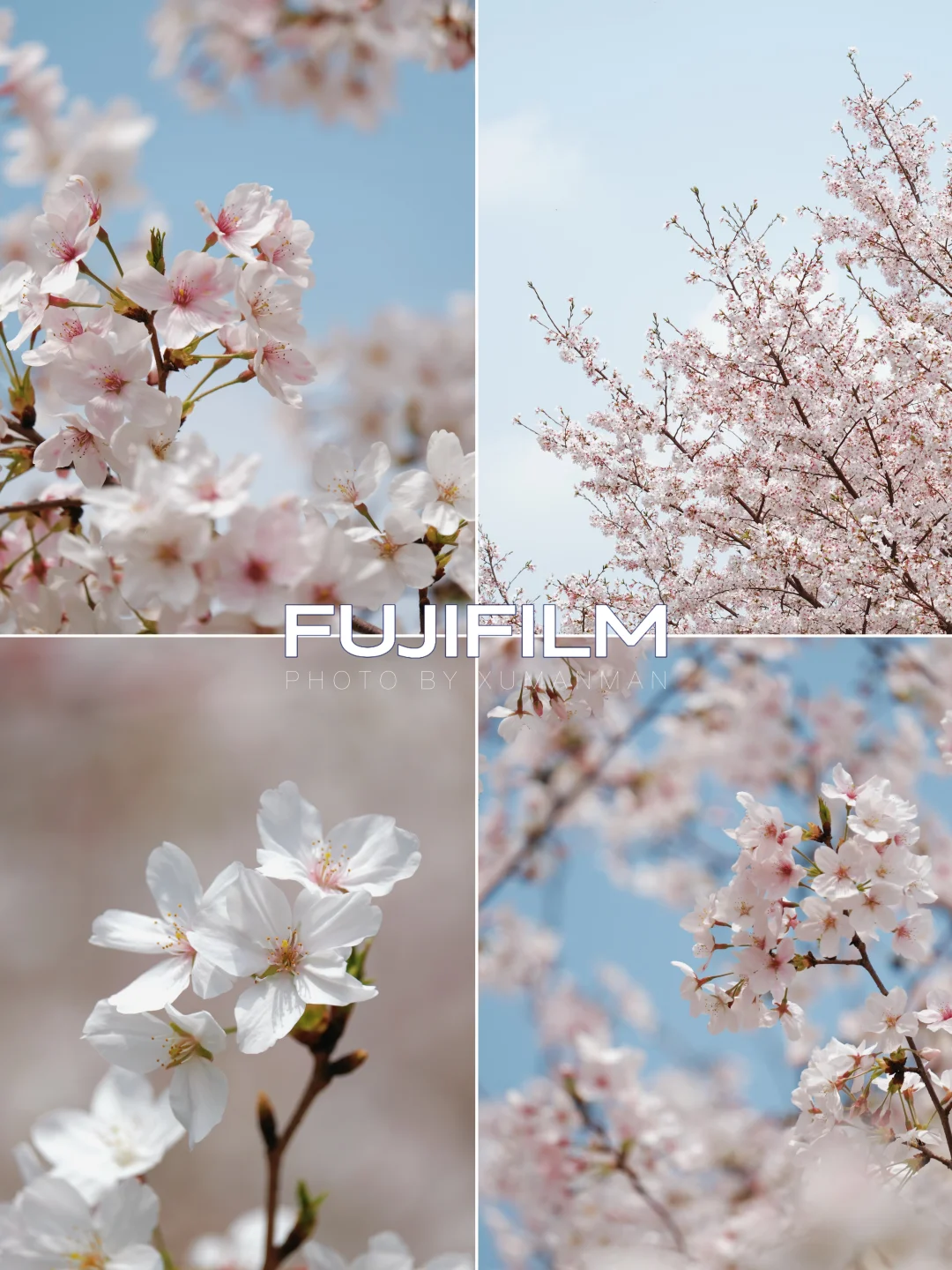 FUJIFILM📷｜“可以和你交换一张樱花照吗”🌸
