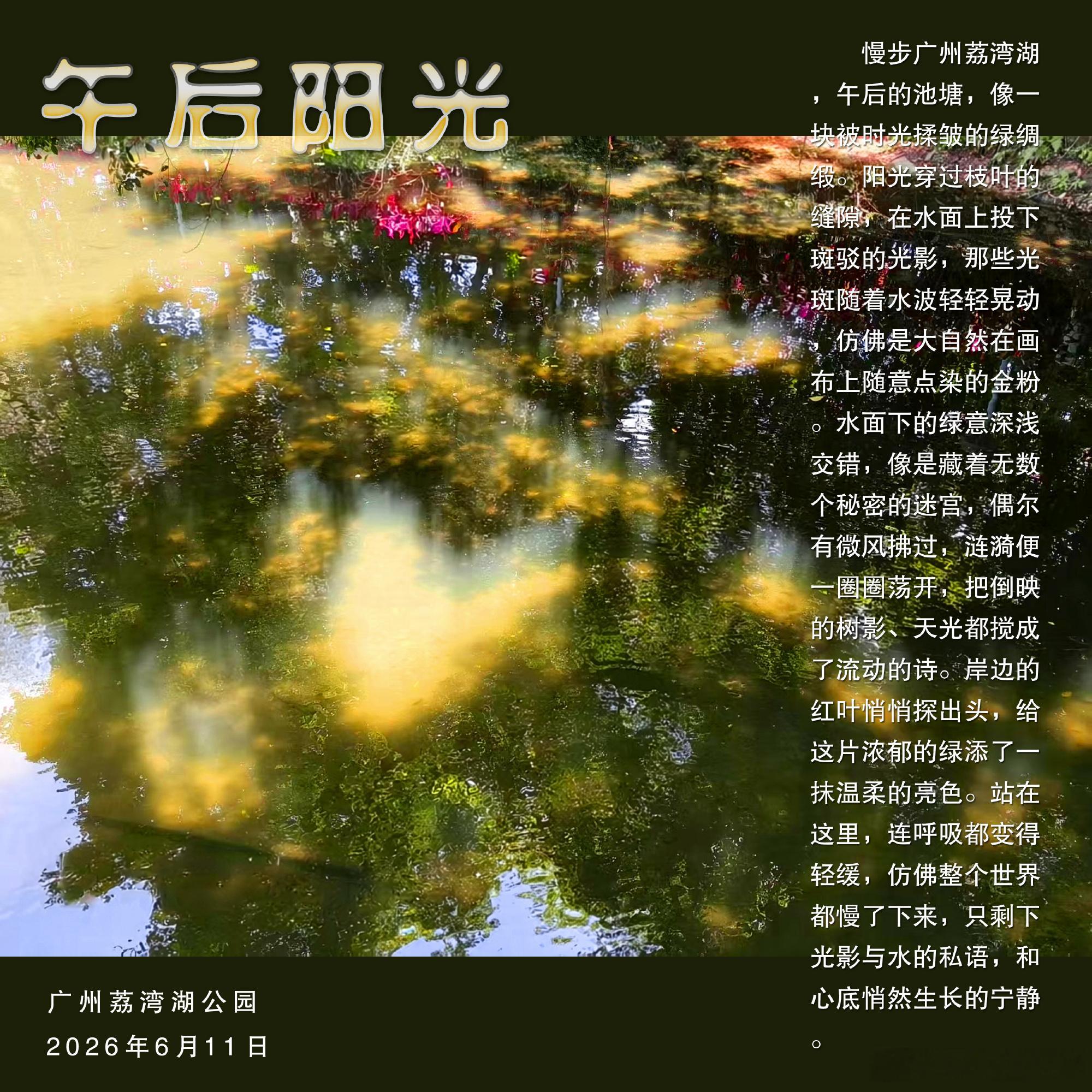 【无责任摄影日常：午后阳光】慢步广州荔湾湖，午后的池塘，像一块被时光揉...
