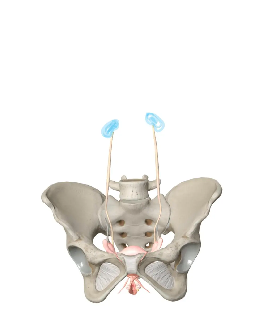 导致骨盆血液循环受阻的原因有很多，常见的有，体重下降、久坐老化、外伤、激素失调