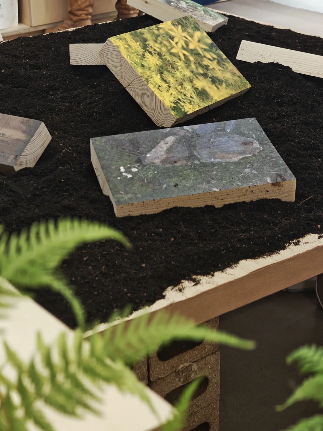 新展 | 中国人的种菜情结果然是刻在DNA里的