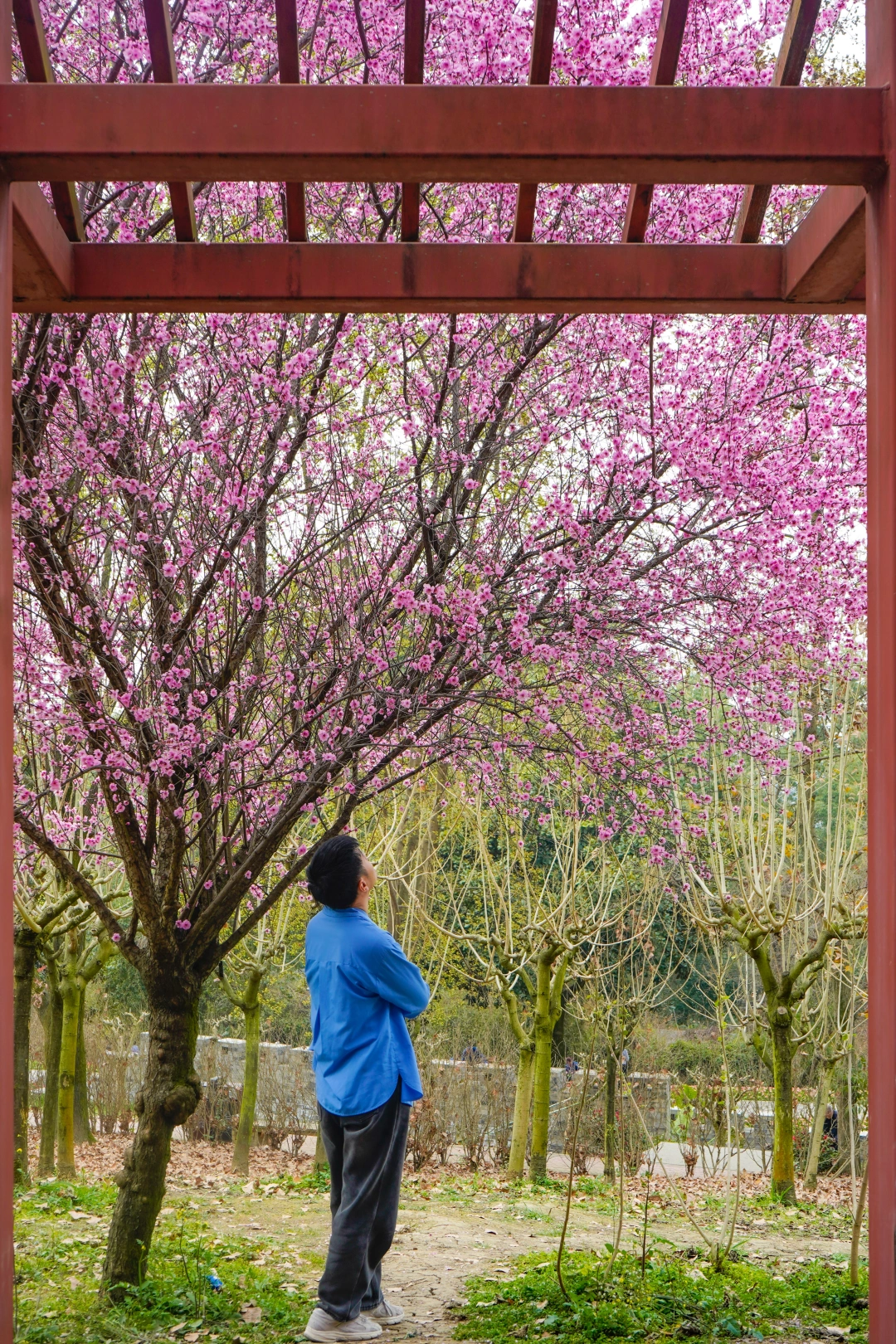 这里的春日已经百花争艳❗2.22实拍，花已开繁