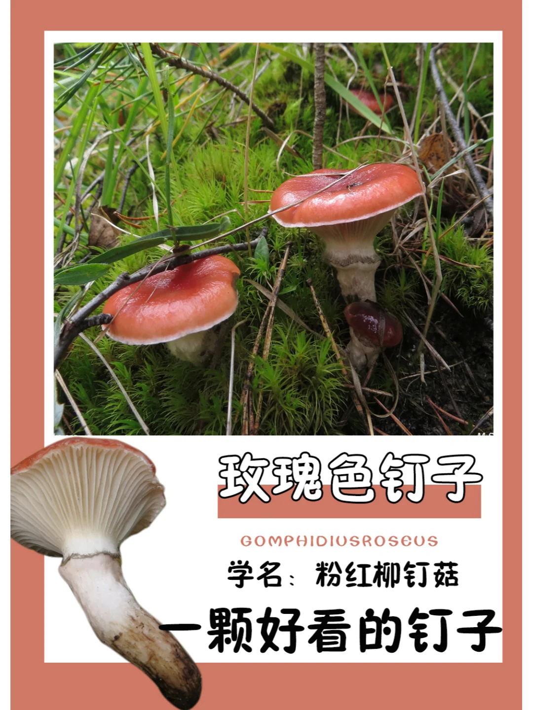 玫瑰色的钉子，你见过没？