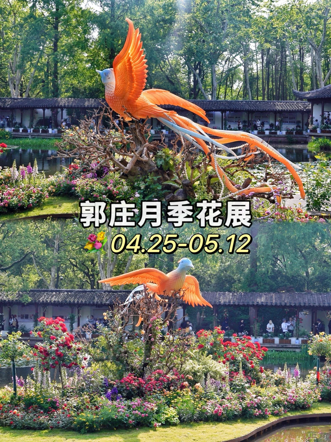 小西湖郭庄月季花展💐西湖边的中式美学❗️