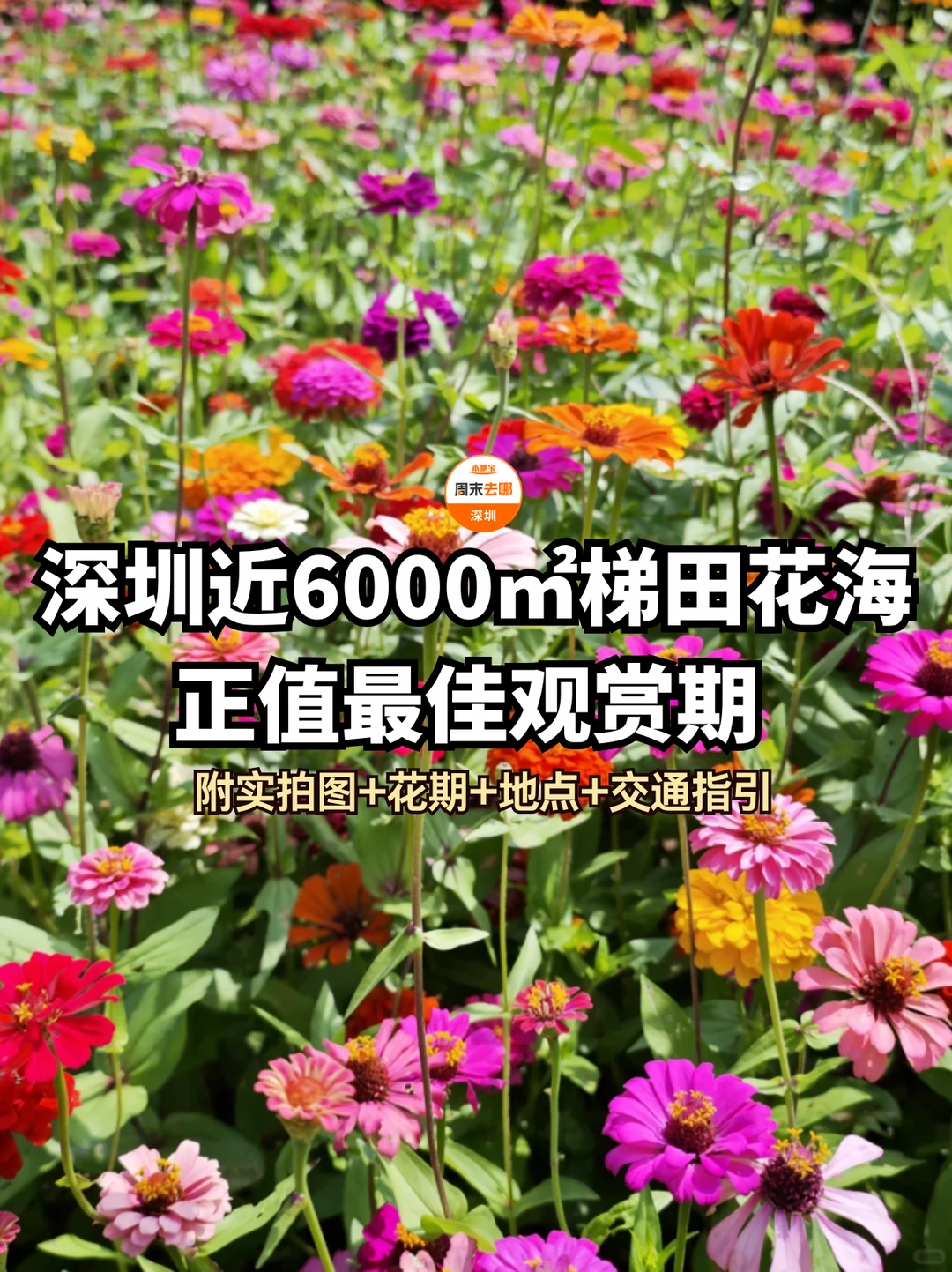 免费‼️深圳近6000㎡梯田花海正值佳观赏期