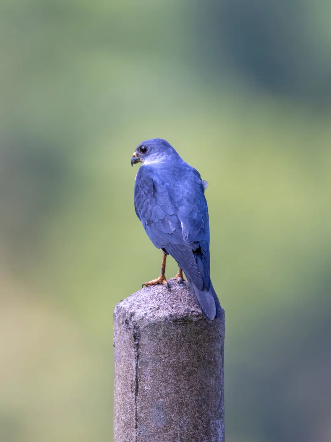 鸽子？or鹰？一只鸽子鹰的孤独背影