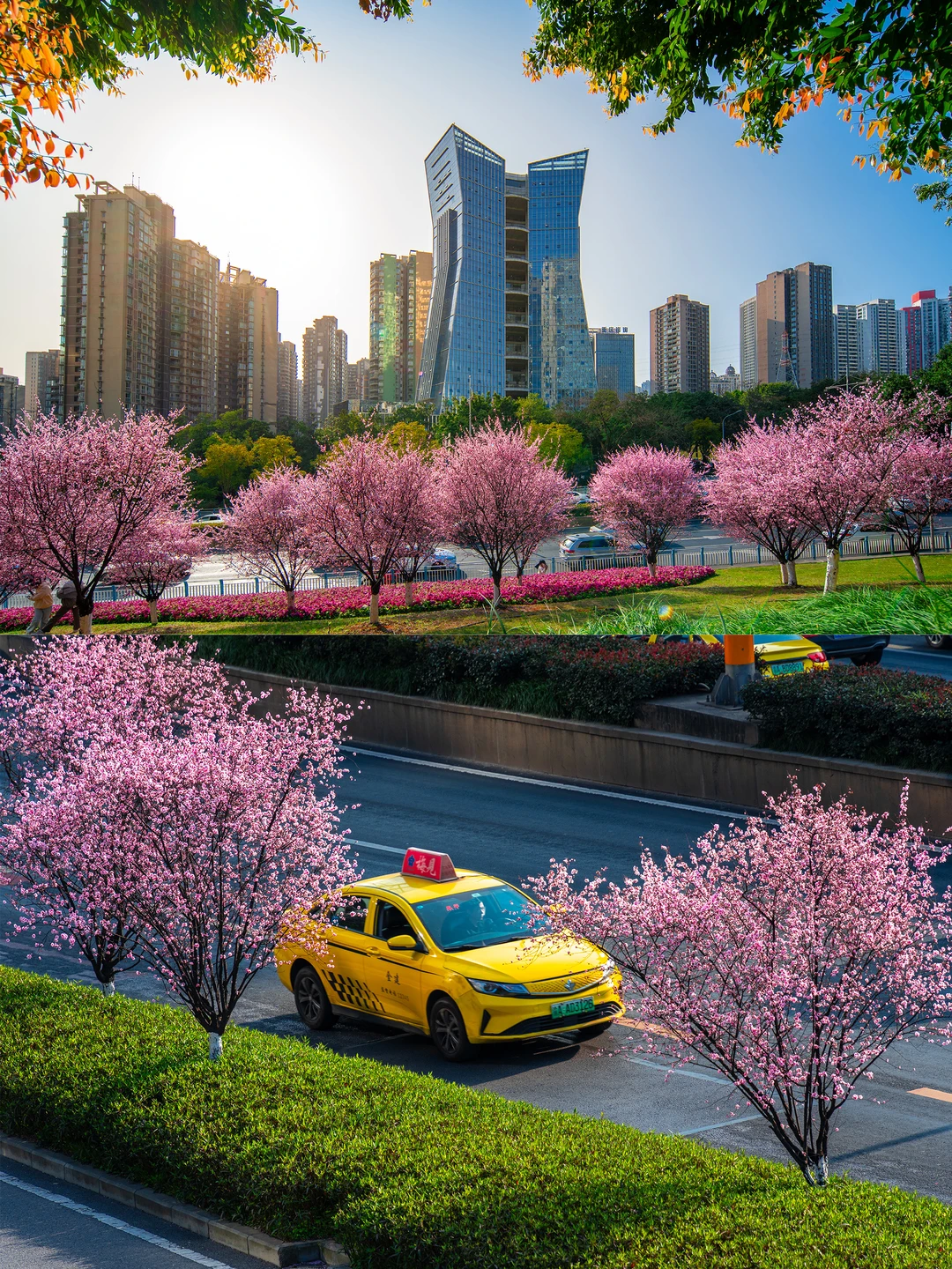重庆春日赏花图景